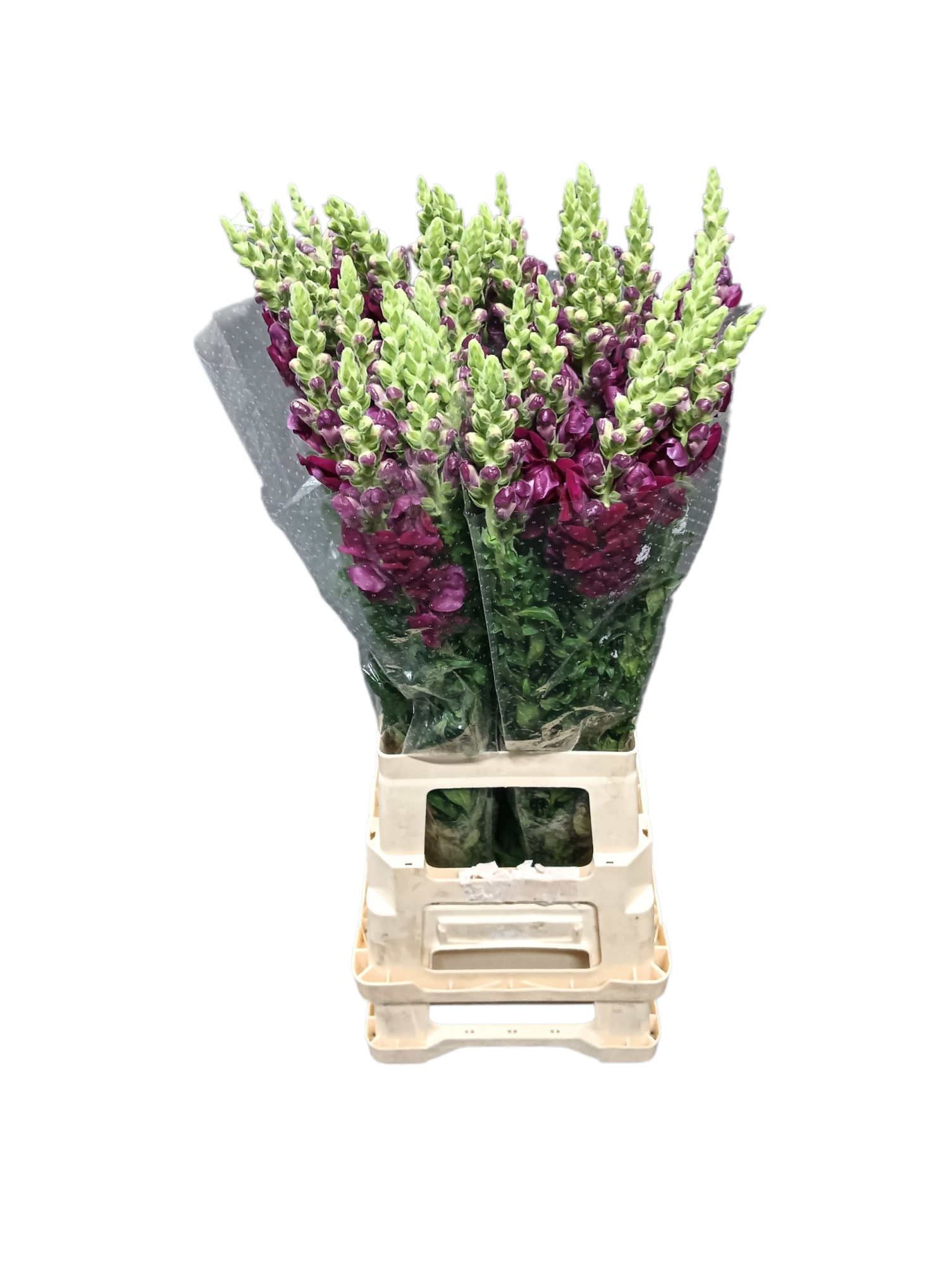 Антирринум Потомак Рэд (красн.), шт.