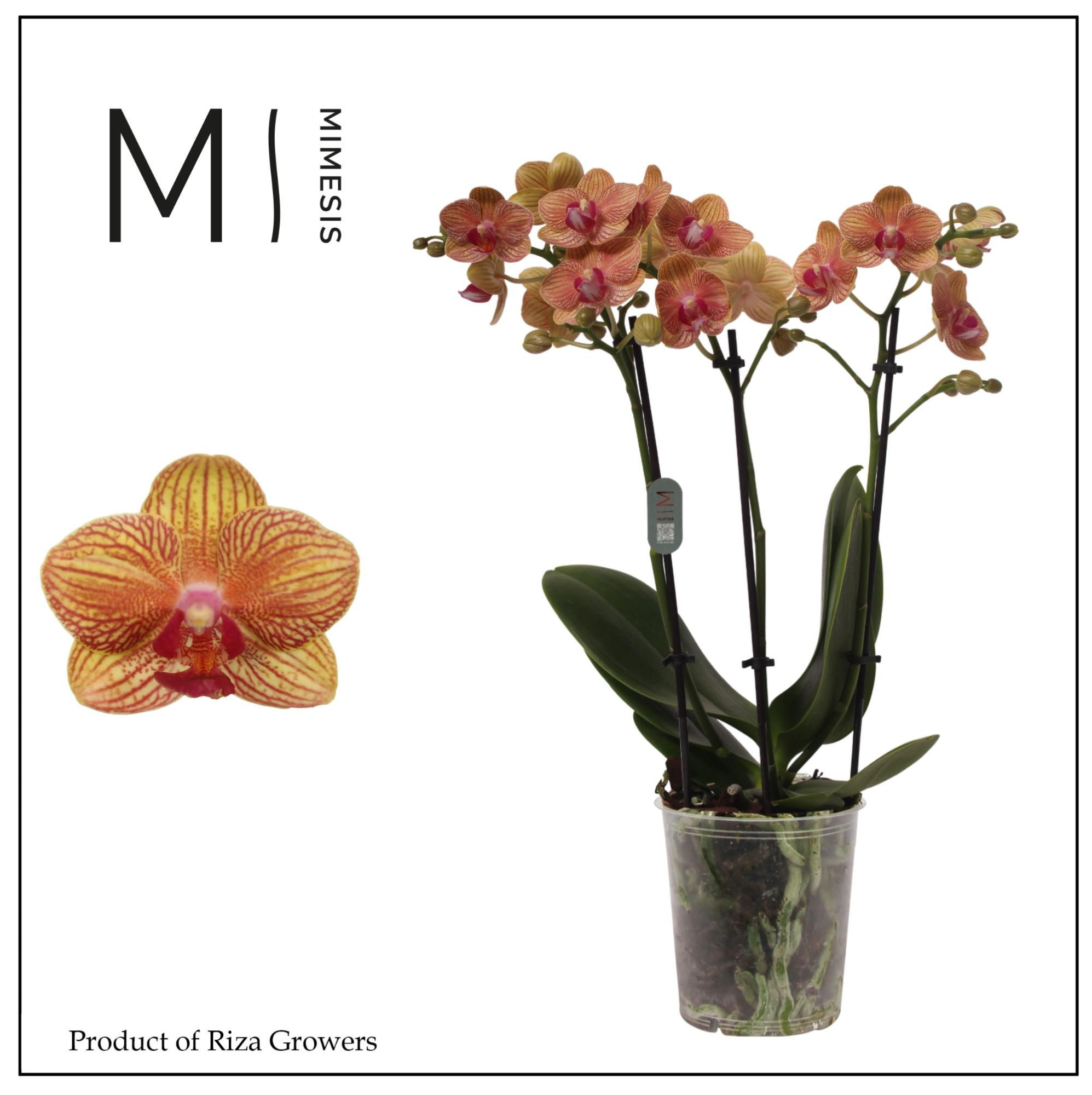 Phalaenopsis Penny Love 3 spike - 12cm | Mimesis, D 12 cm