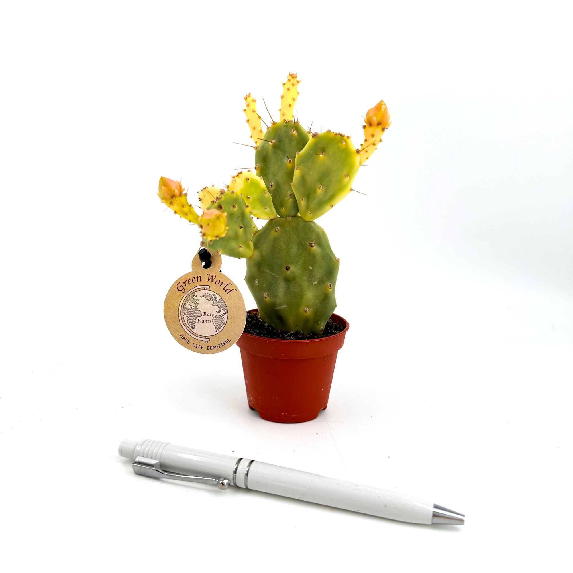 Mini Opuntia "Crazy White", D 6 cm
