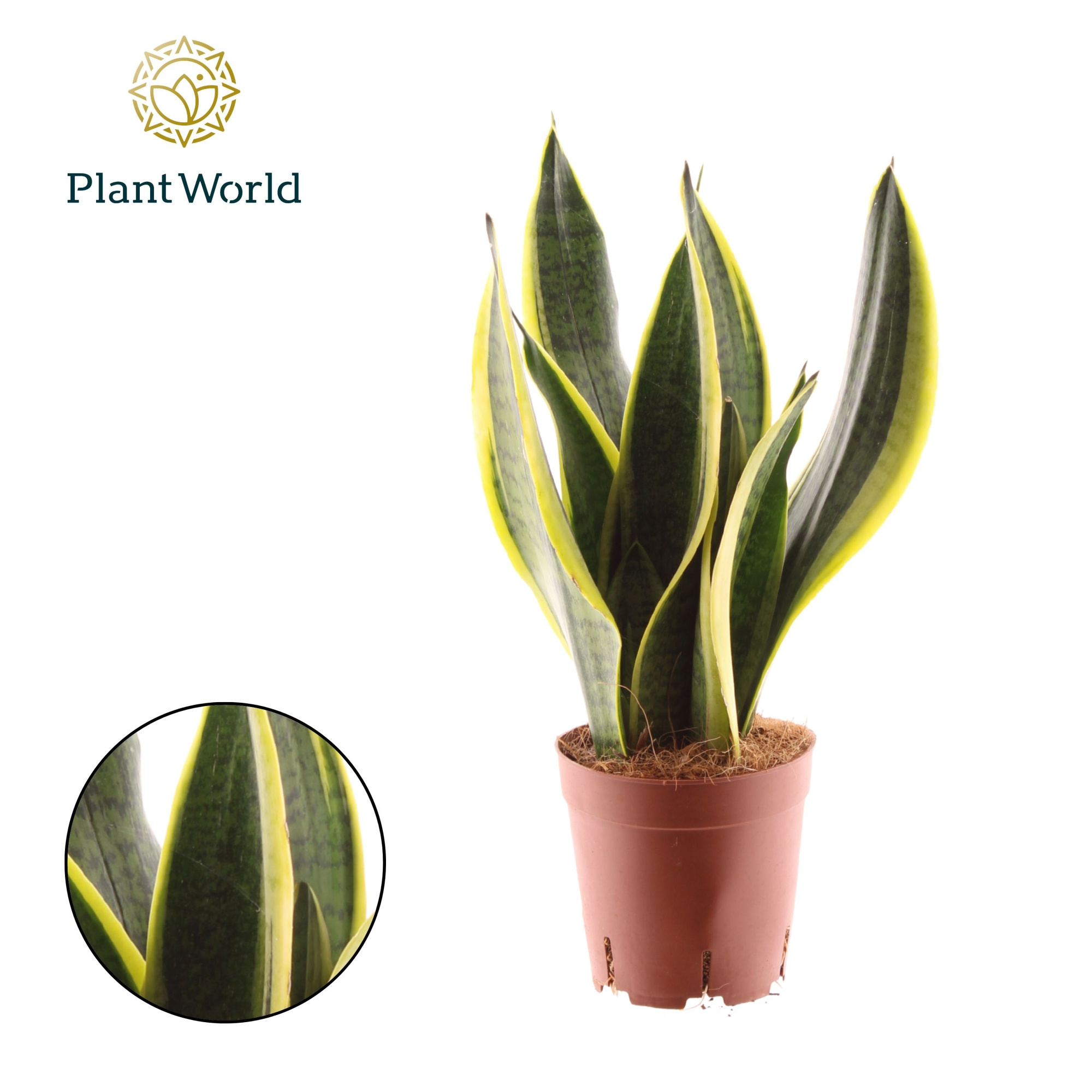 Sansevieria Futura Superba 3 stekken p.p., D 14 cm