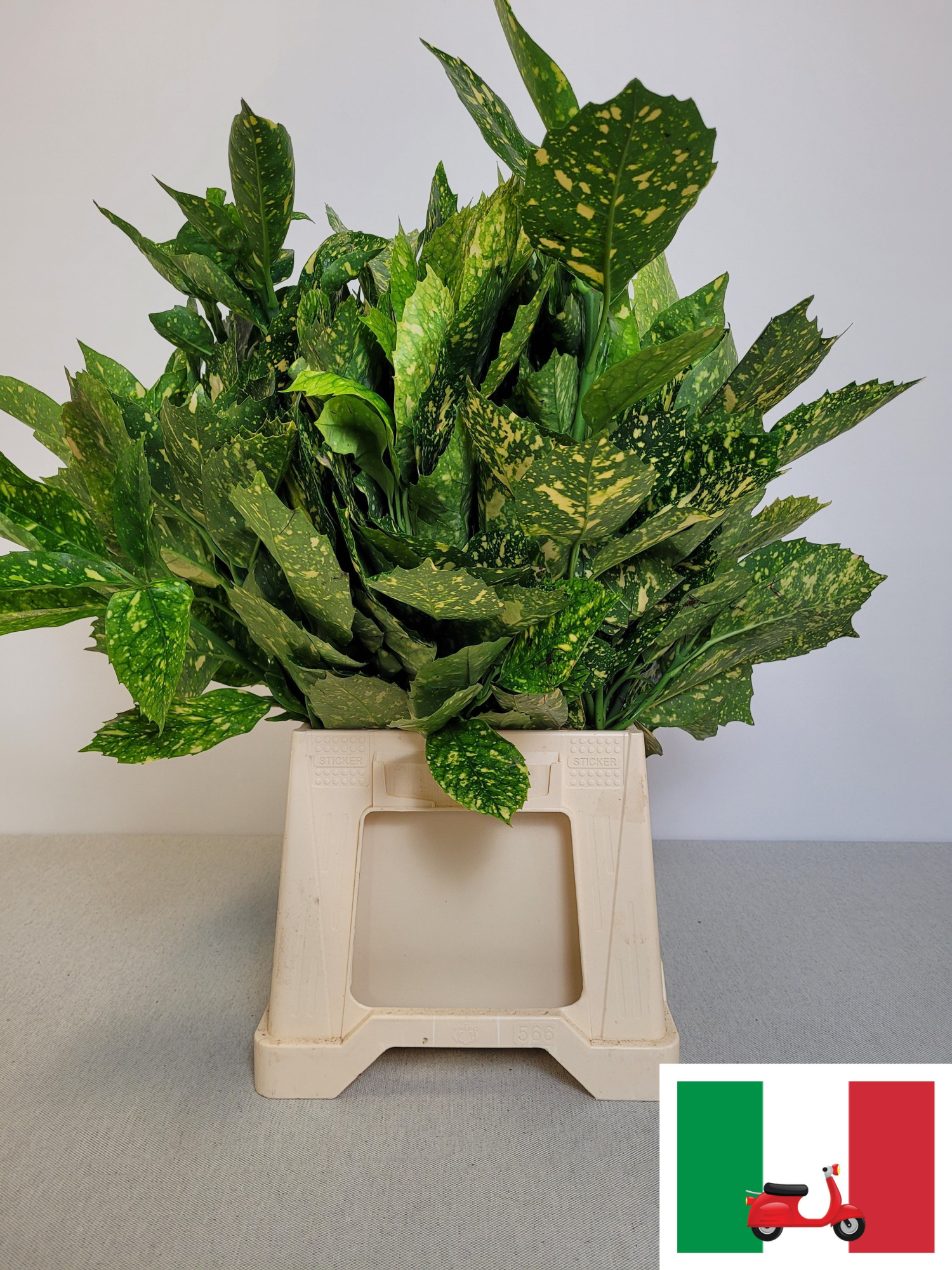 Аукуба Японская за пучок 55, пуч.