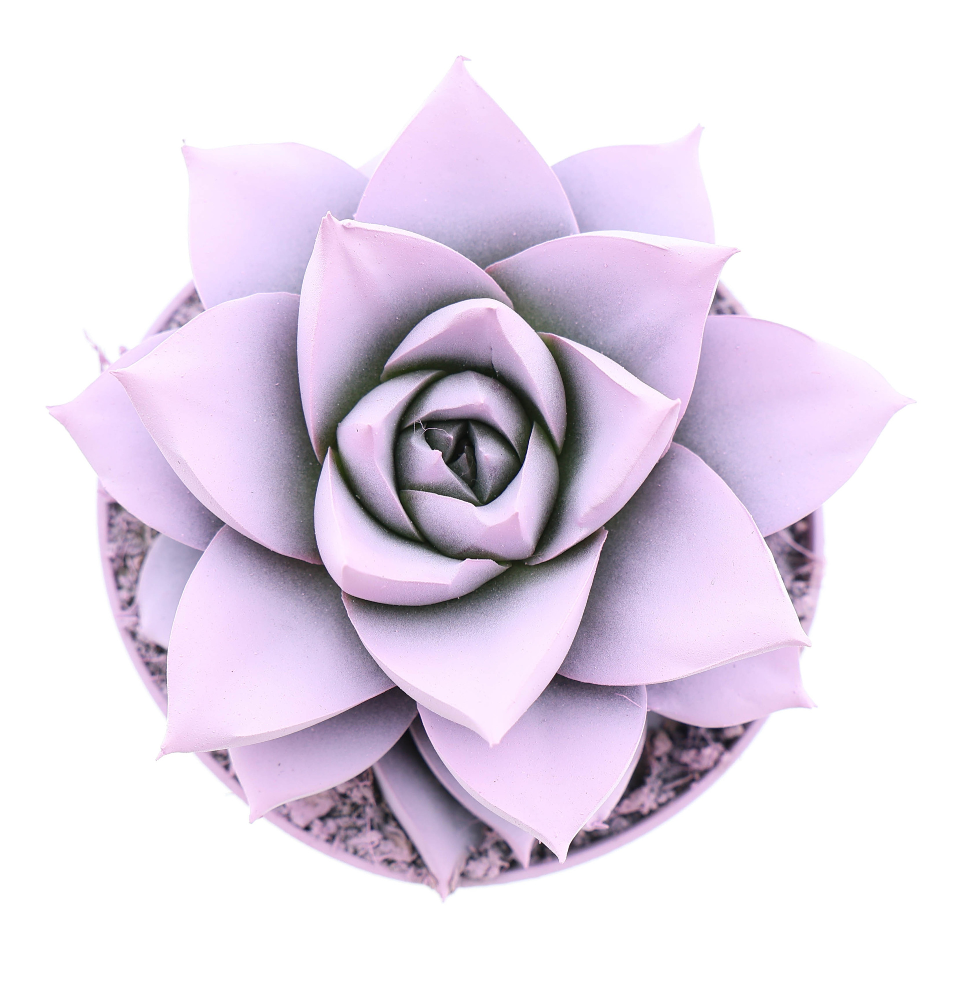 Rainbow purper baby pink, D 8,5 cm