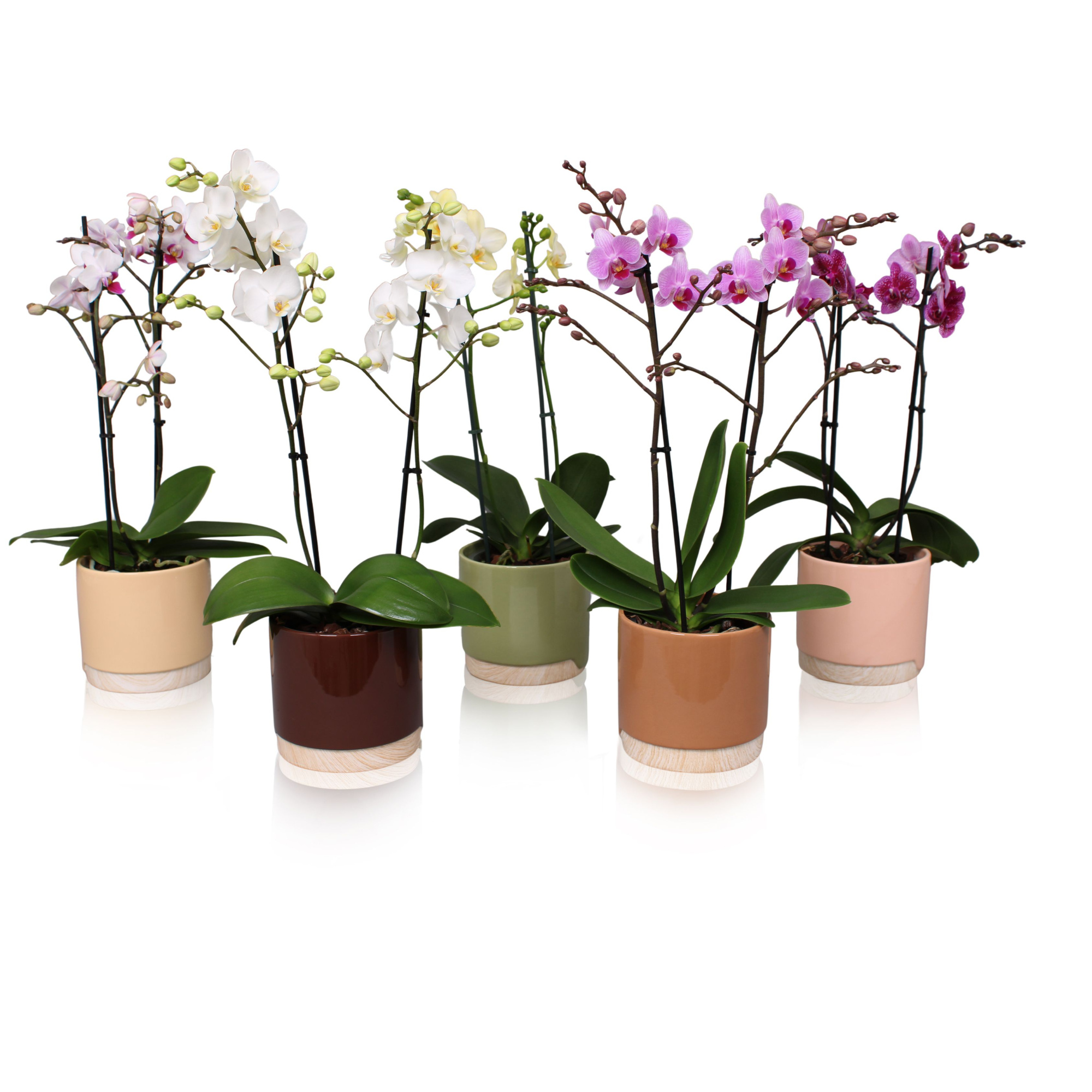 Phal. Multiflora 2-tak mix in keramiek BGC981 Wood Chopper, D 12 cm