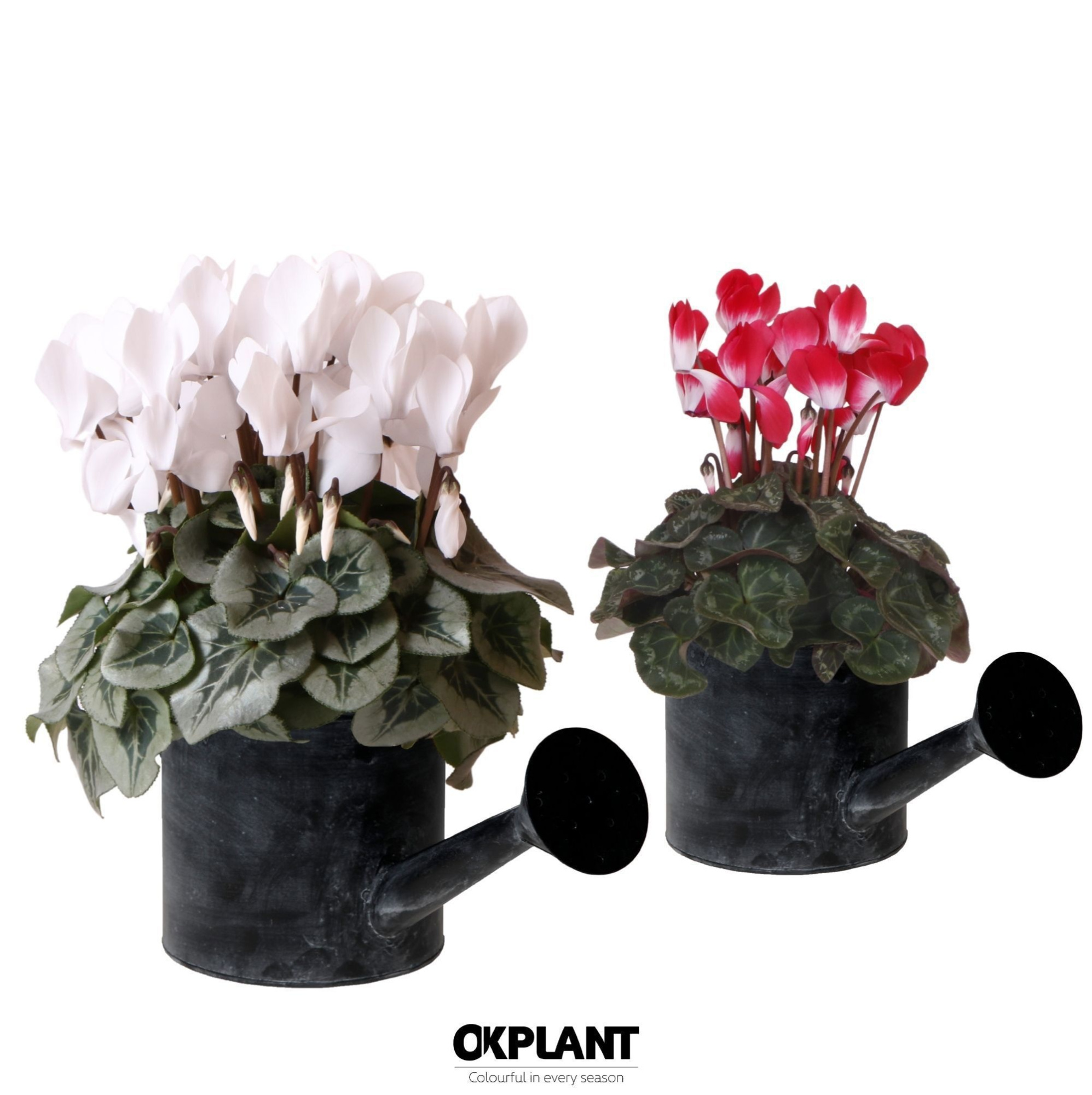 Cyclamen mix in Watering Can pot, D 12 cm
