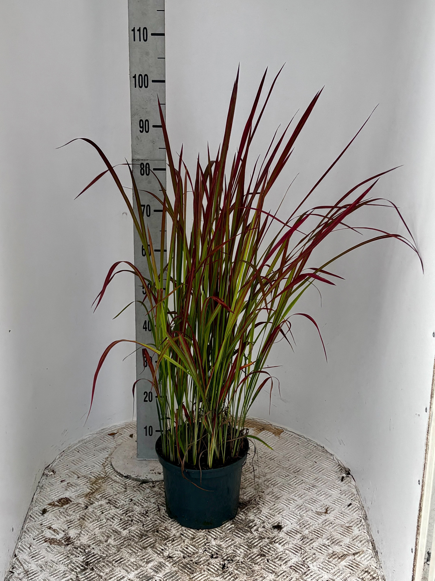 Imperata cyl. 'Red Baron', D 23 cm