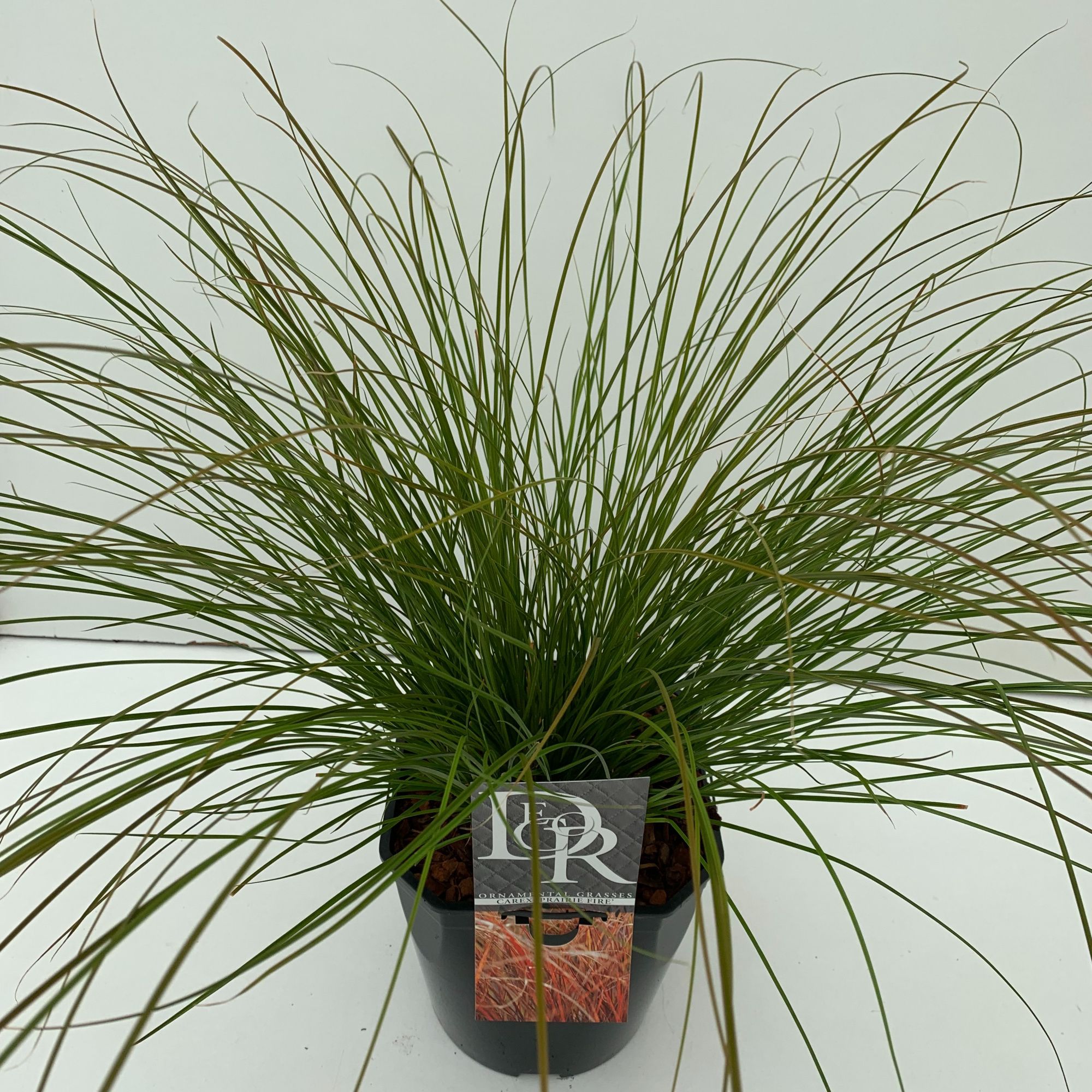 Carex 'Prairy Fire', D 23 cm