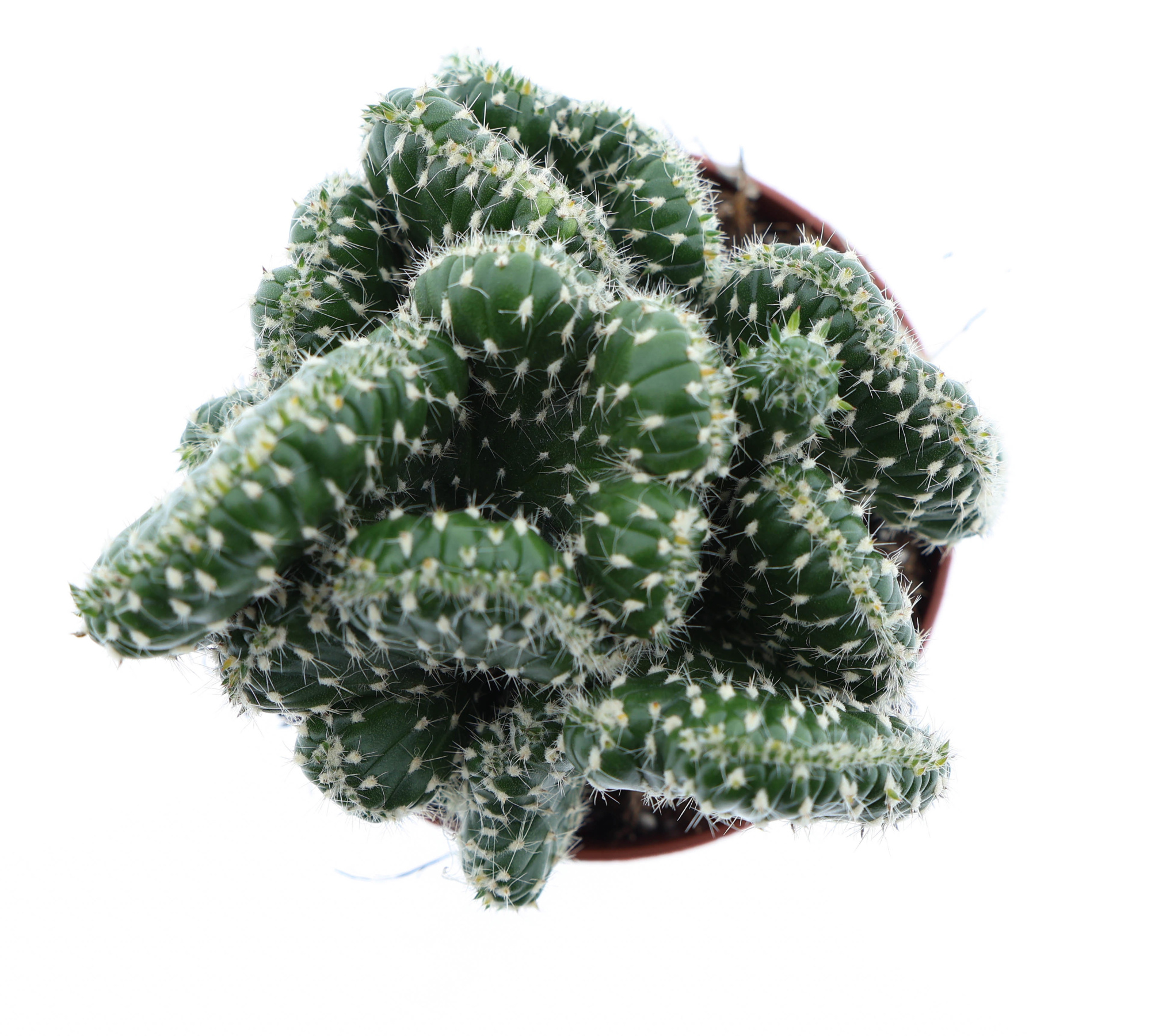 Opuntia cylindrica cristata, D 8,5