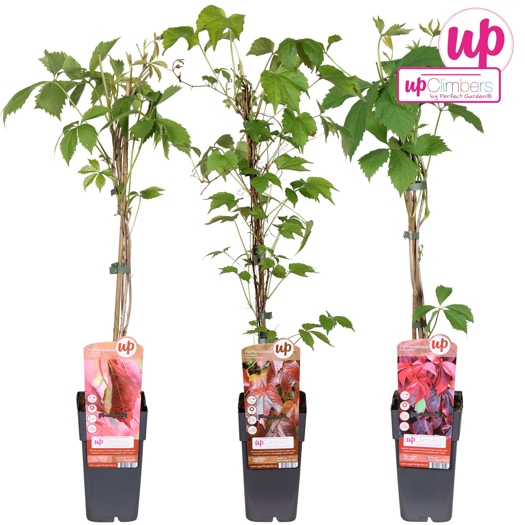 Parthenocissus mix laag P15, D 15 cm