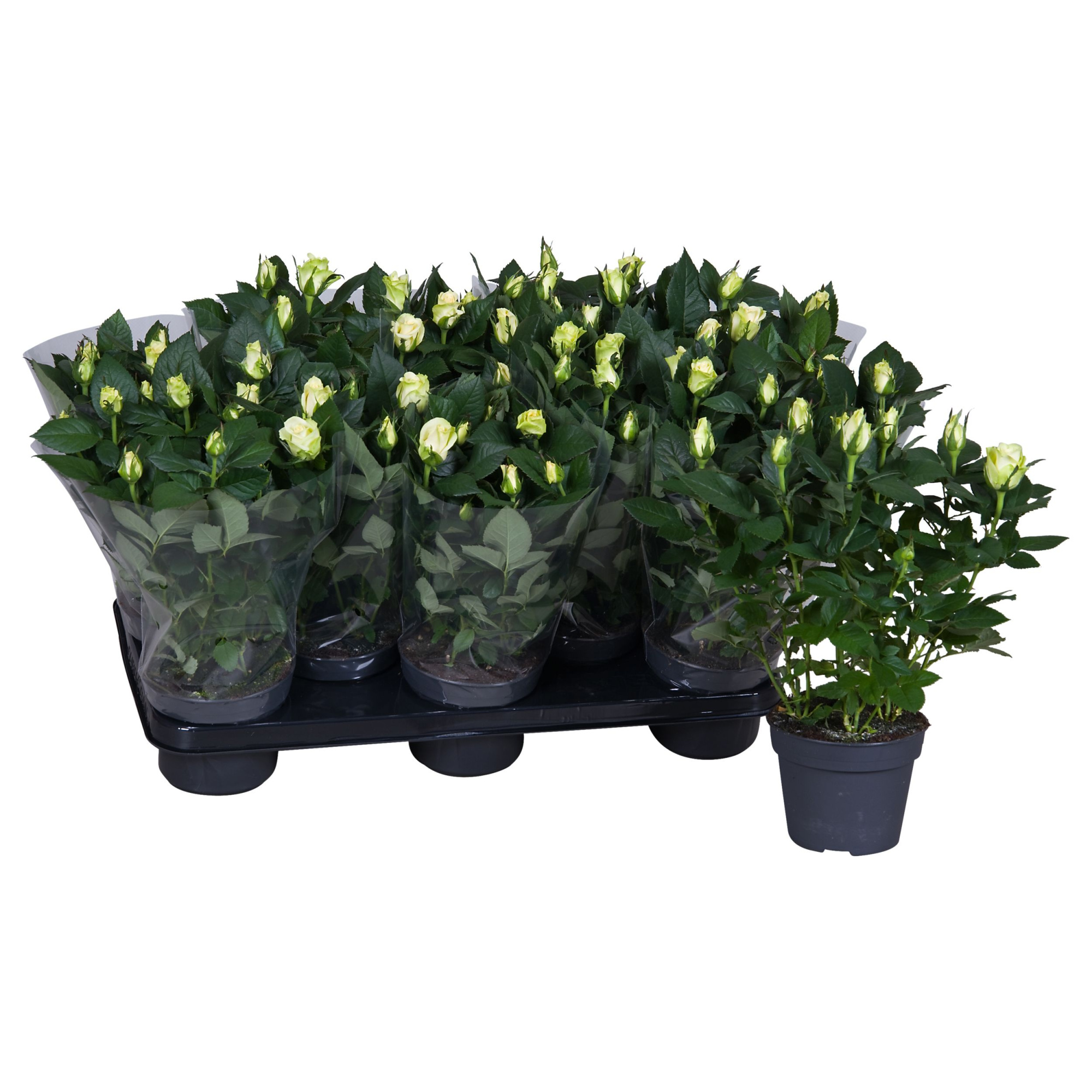 Nolina Roses Ø 13 cm White Blanco sleeve, D 13