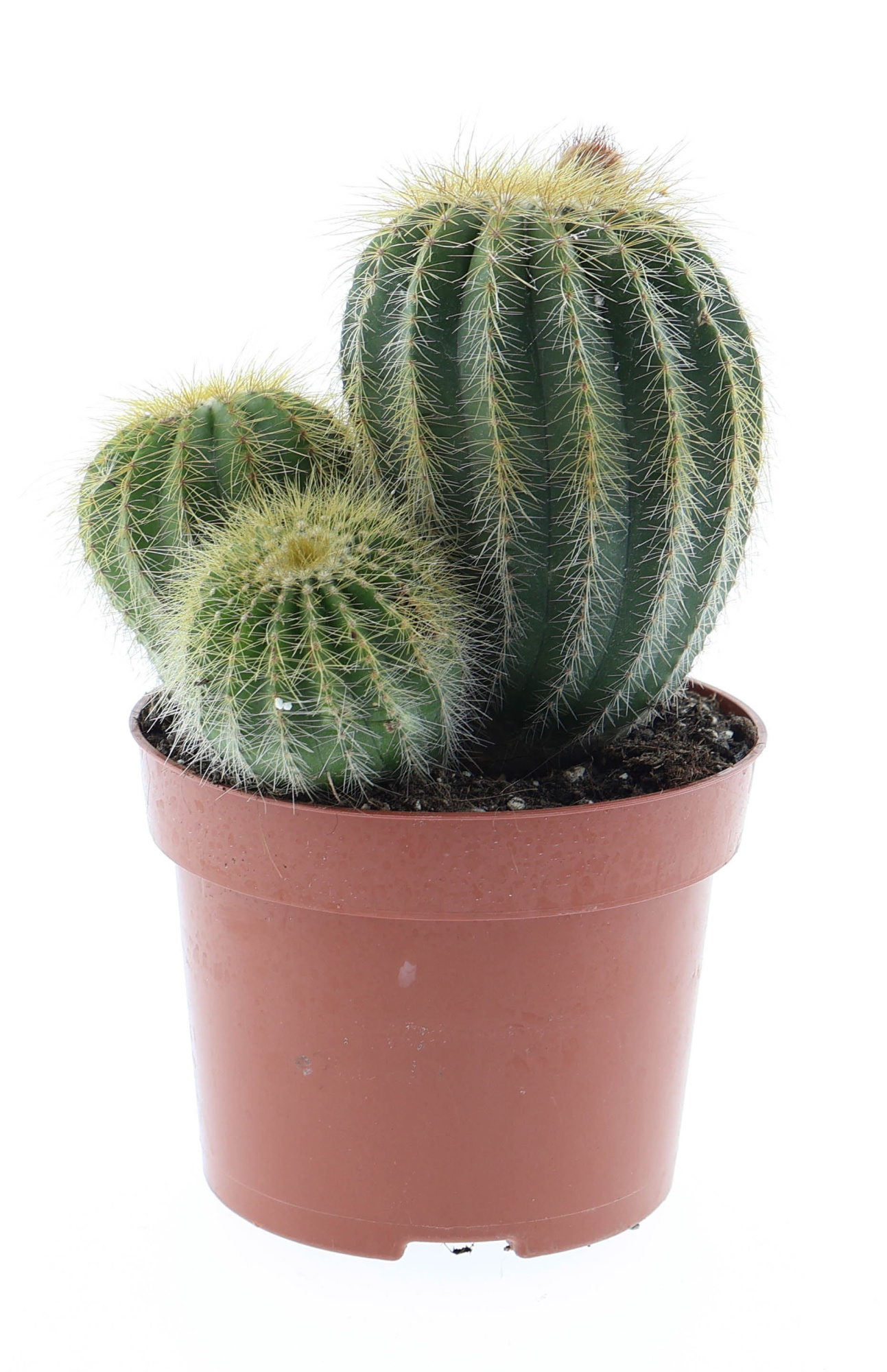 Eriocactus magnificus, D 12 cm