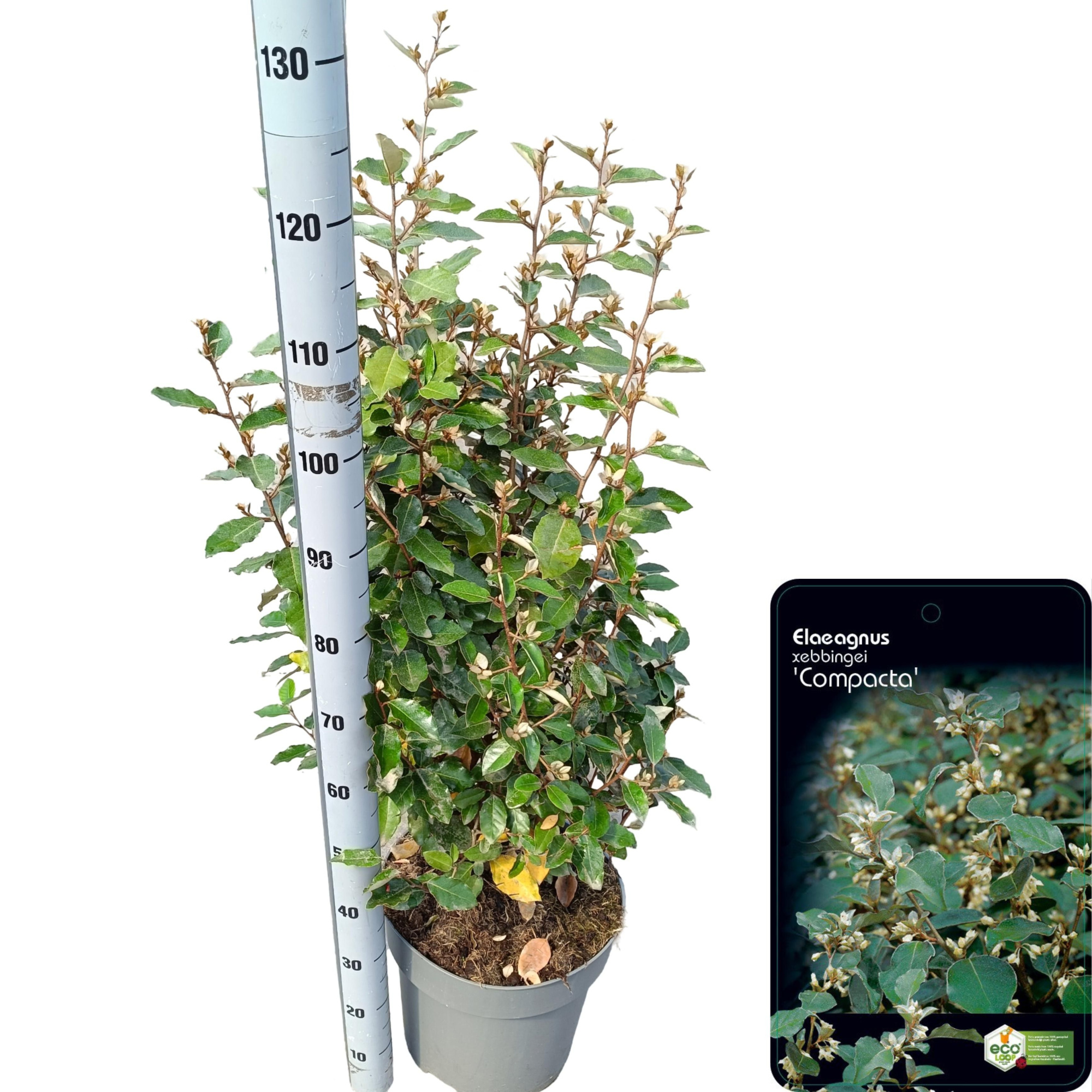 Elaeagnus ebbingei 'Compacta' C15 (Vers gepot), D 32