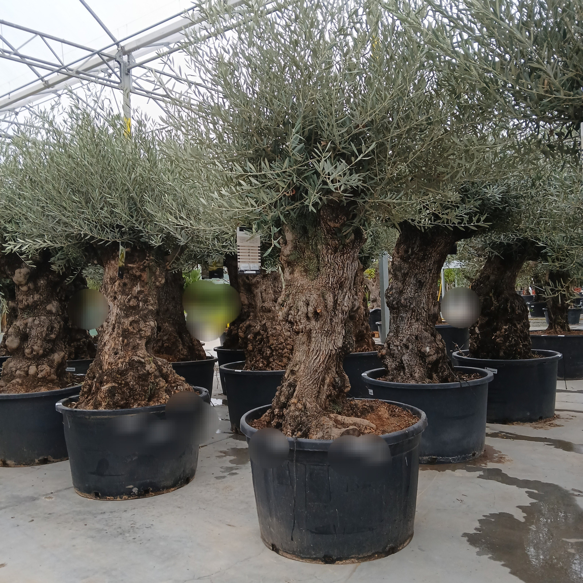 olea europaea, D 90 cm