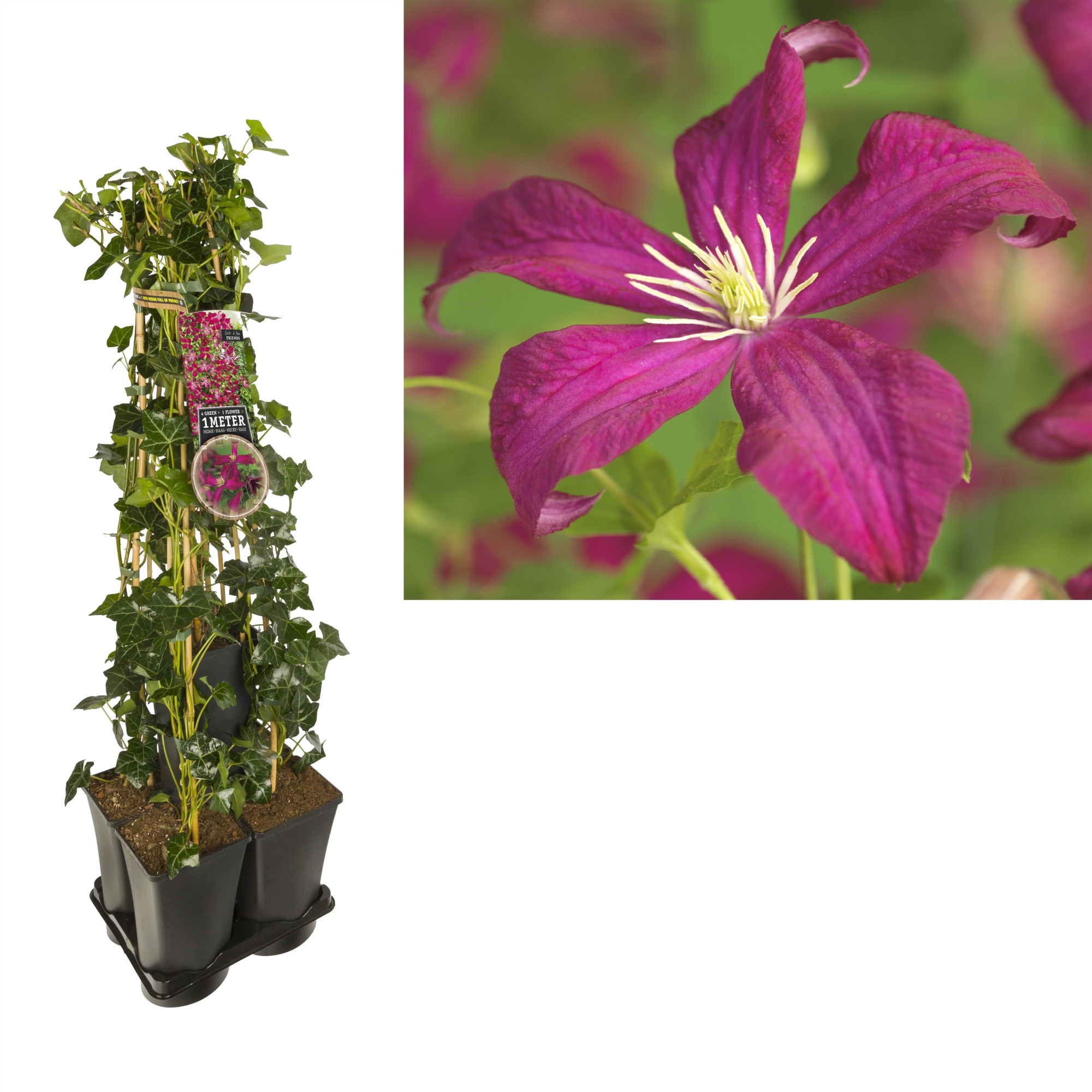 1 m. privacy mix Hedera + Clematis vit. 'Madame Julia Correvon' +label, D 17 cm