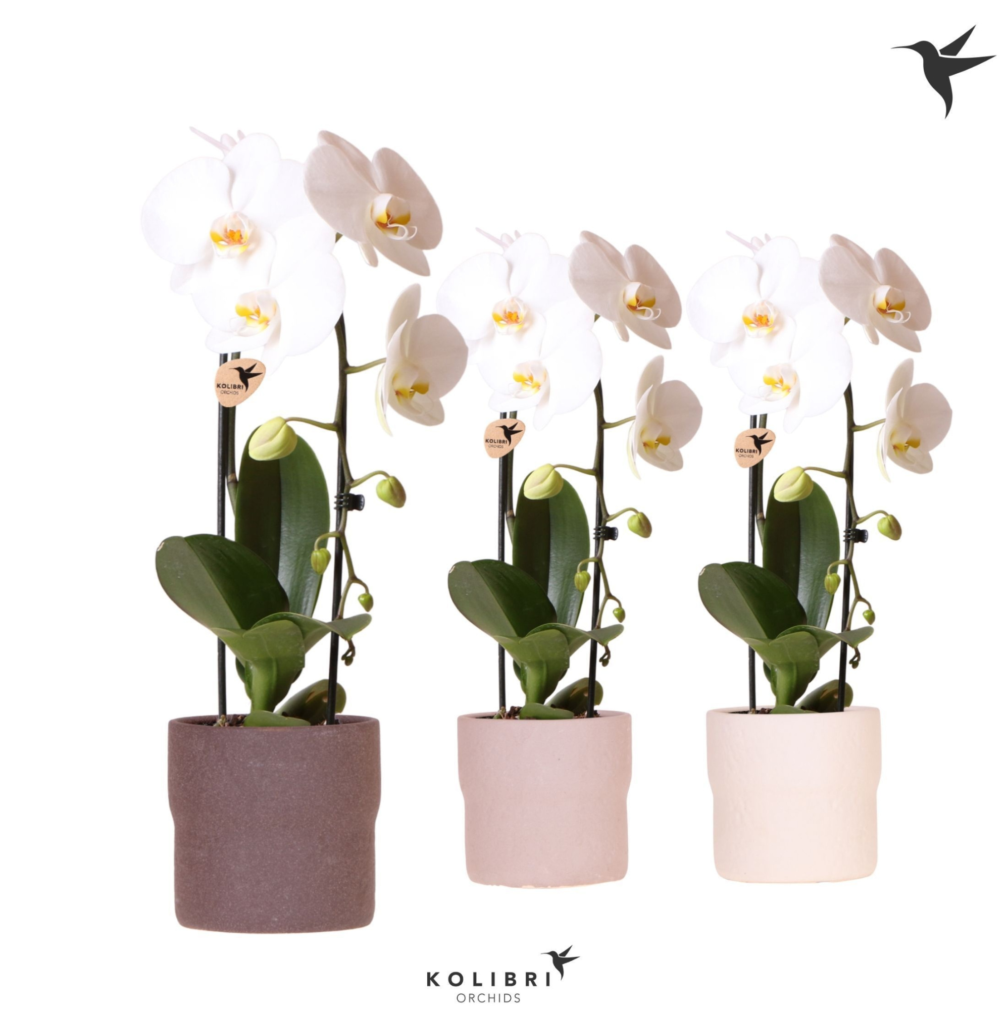 Kolibri Orchids Cascade Niagara Fall white 1 spike in Rustic pot mix, D 12