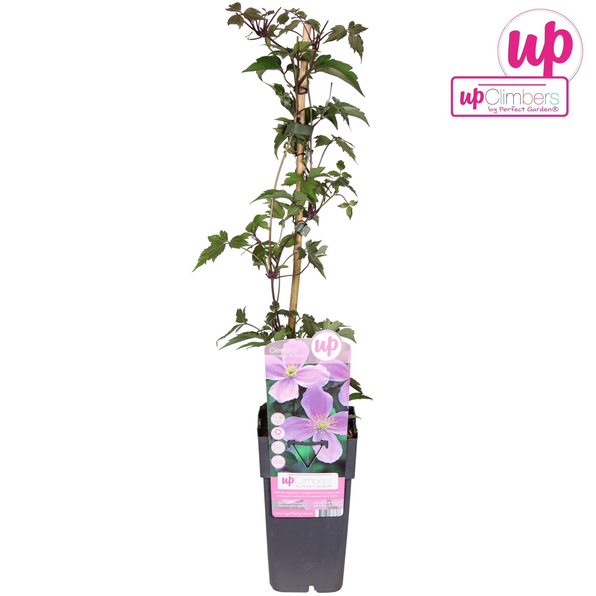 Clematis montana var. rubens P15, D 15 cm