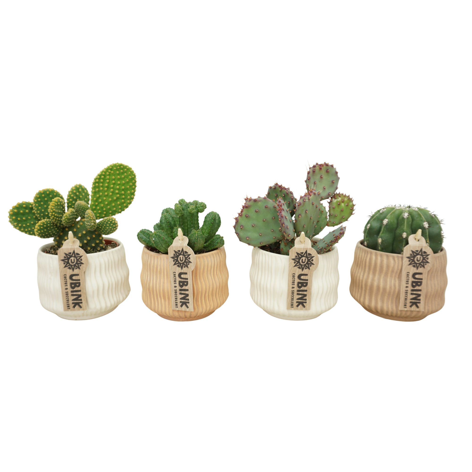 Cactus mix in 10 cm 'Es Vedra' keramiek, D 8,5