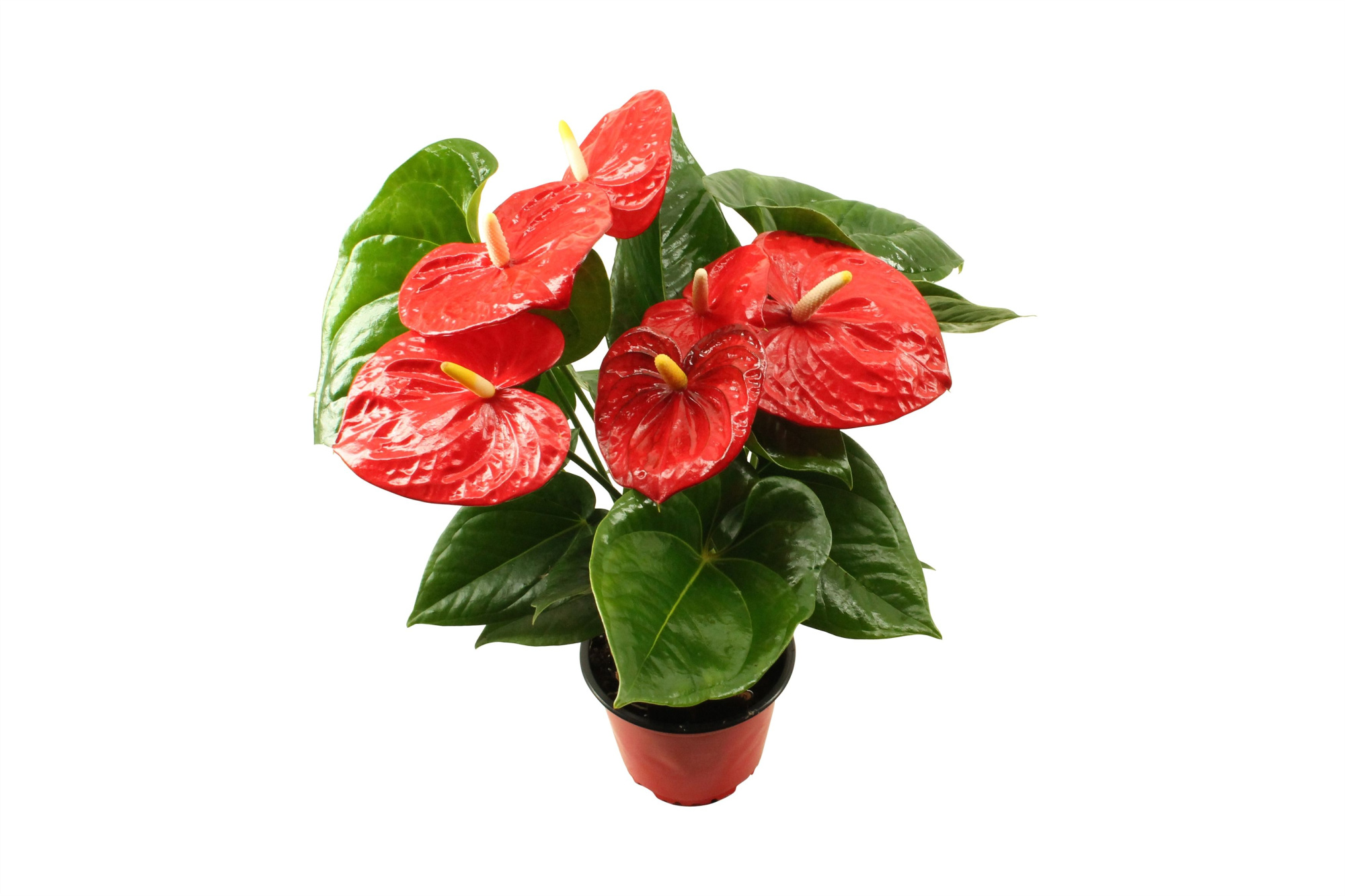 Anthurium XL.88 Aloha red 14cm, D 14 cm