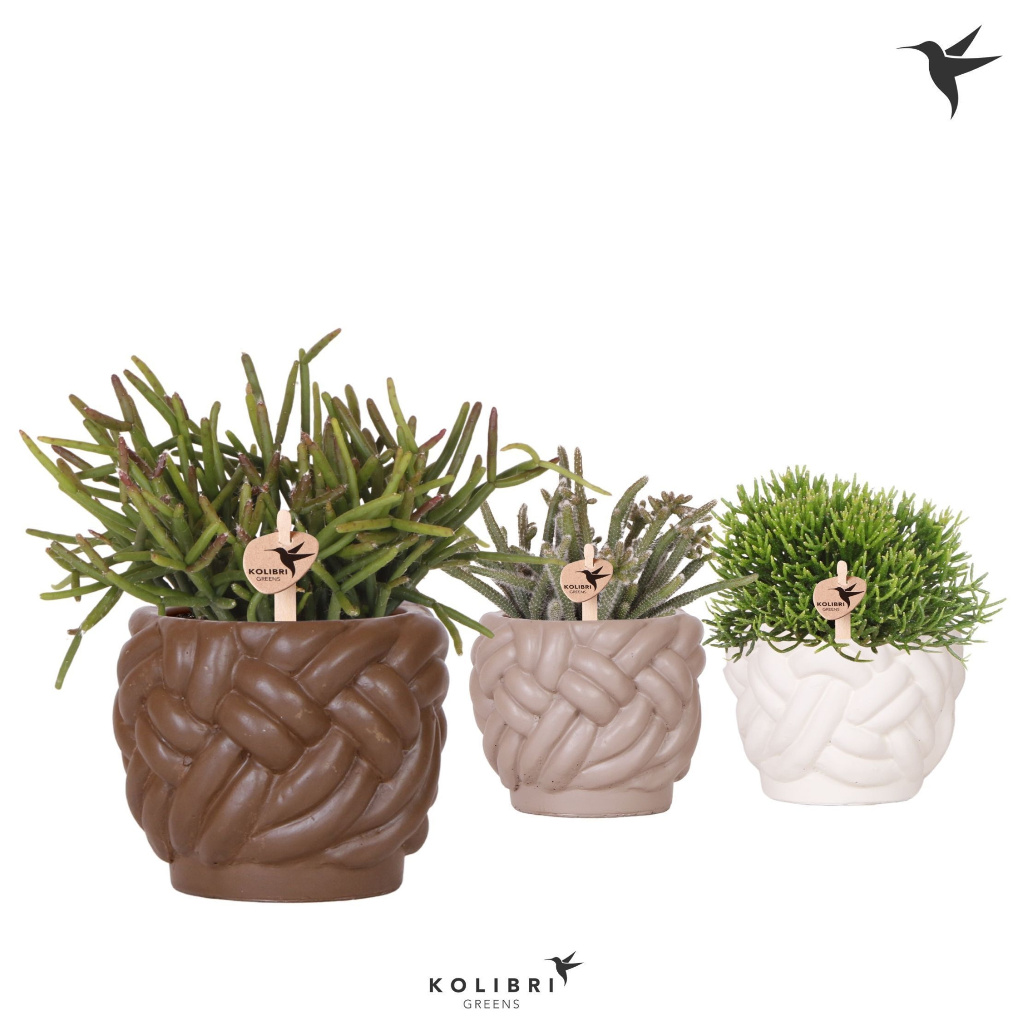 Kolibri Greens Rhipsalis mix in Rope pot mix, D 9 cm
