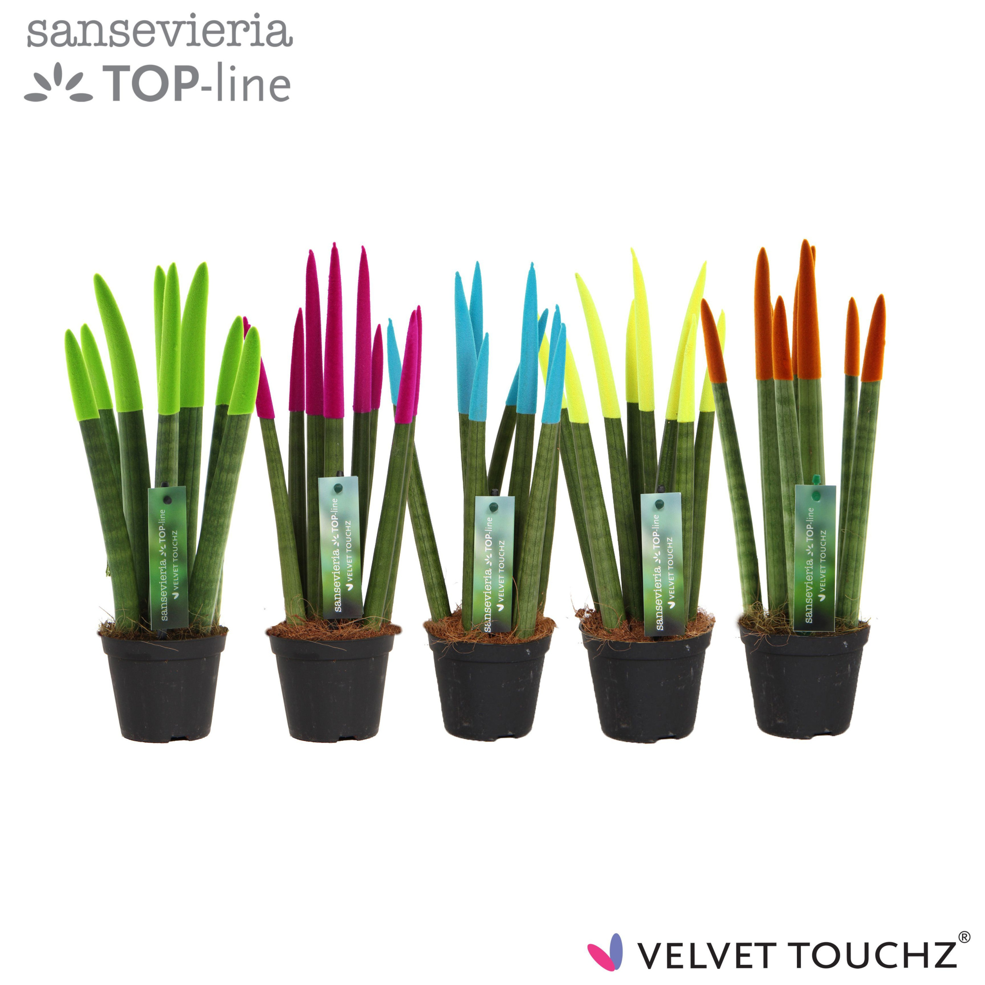 Sansevieria VELVET TOUCHZ® Mix Ibiza, D 8,5 cm