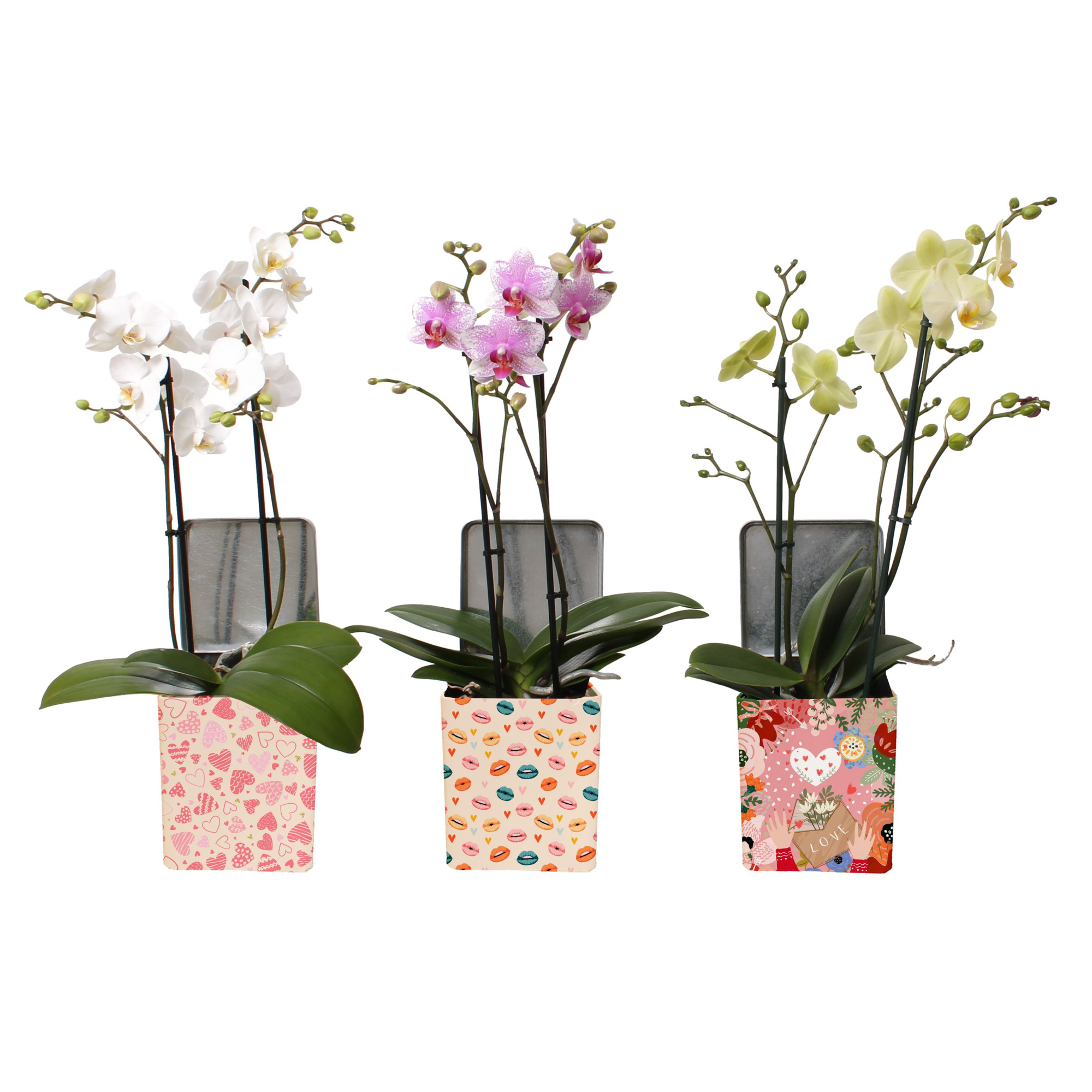 Phal. Multi 2-tak mix in BGC179 Blik Valentijn/Moederdag, D 12 cm