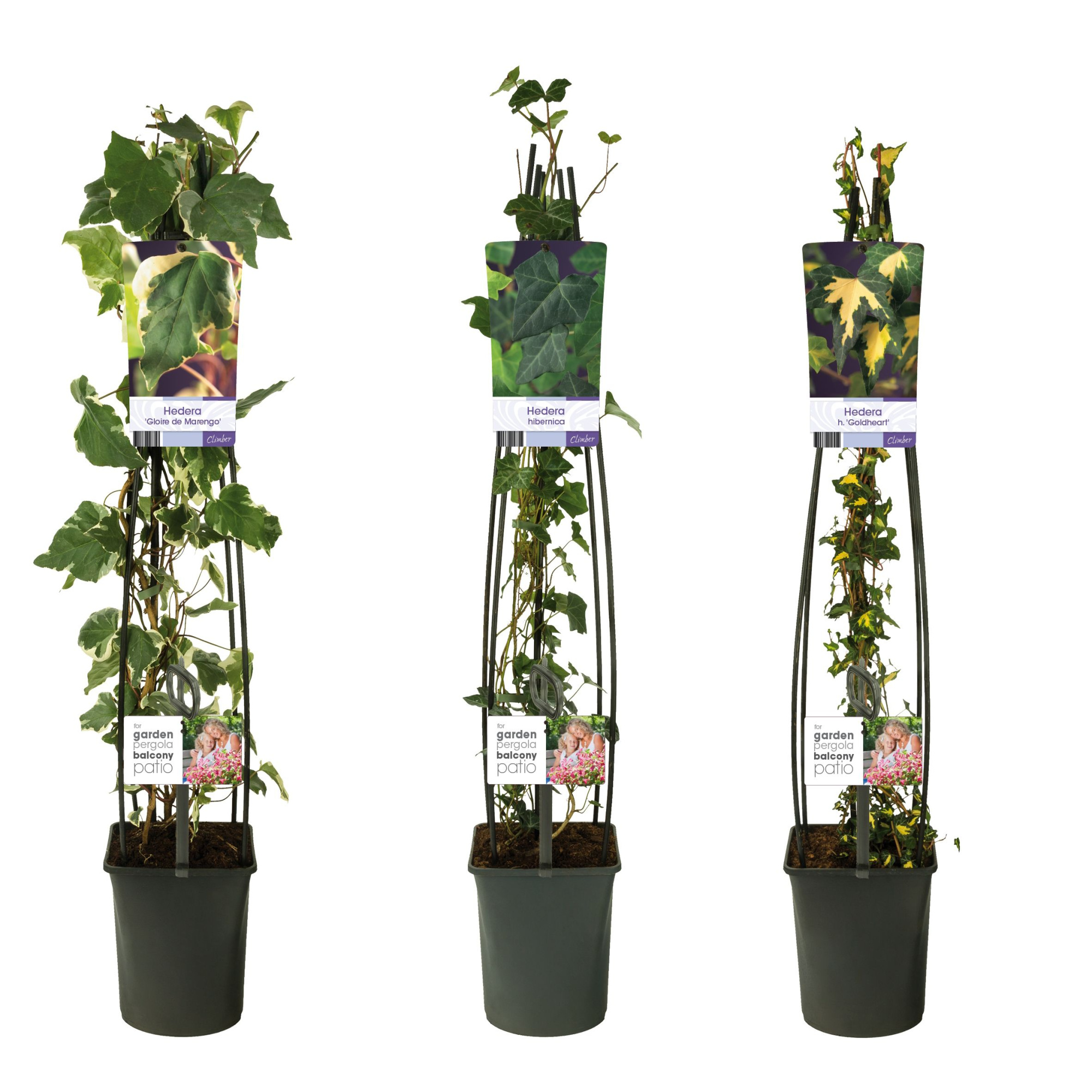 Mixshelf Hedera +light label, D 23