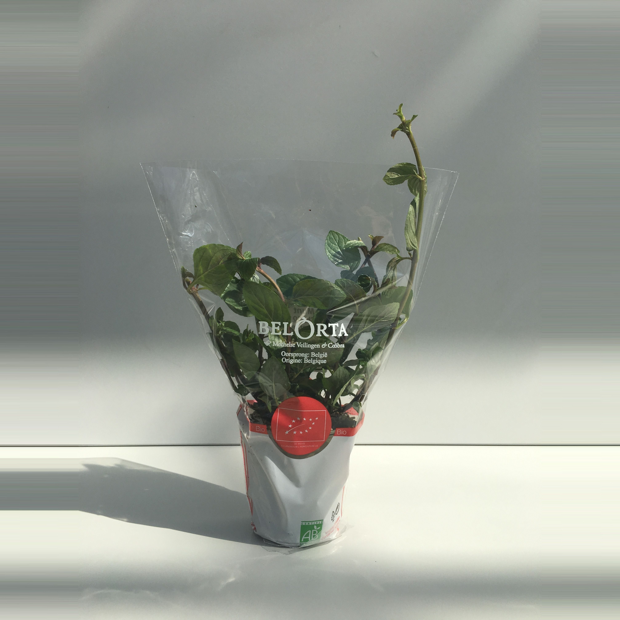 Munt Chocolade P9, D 9 cm