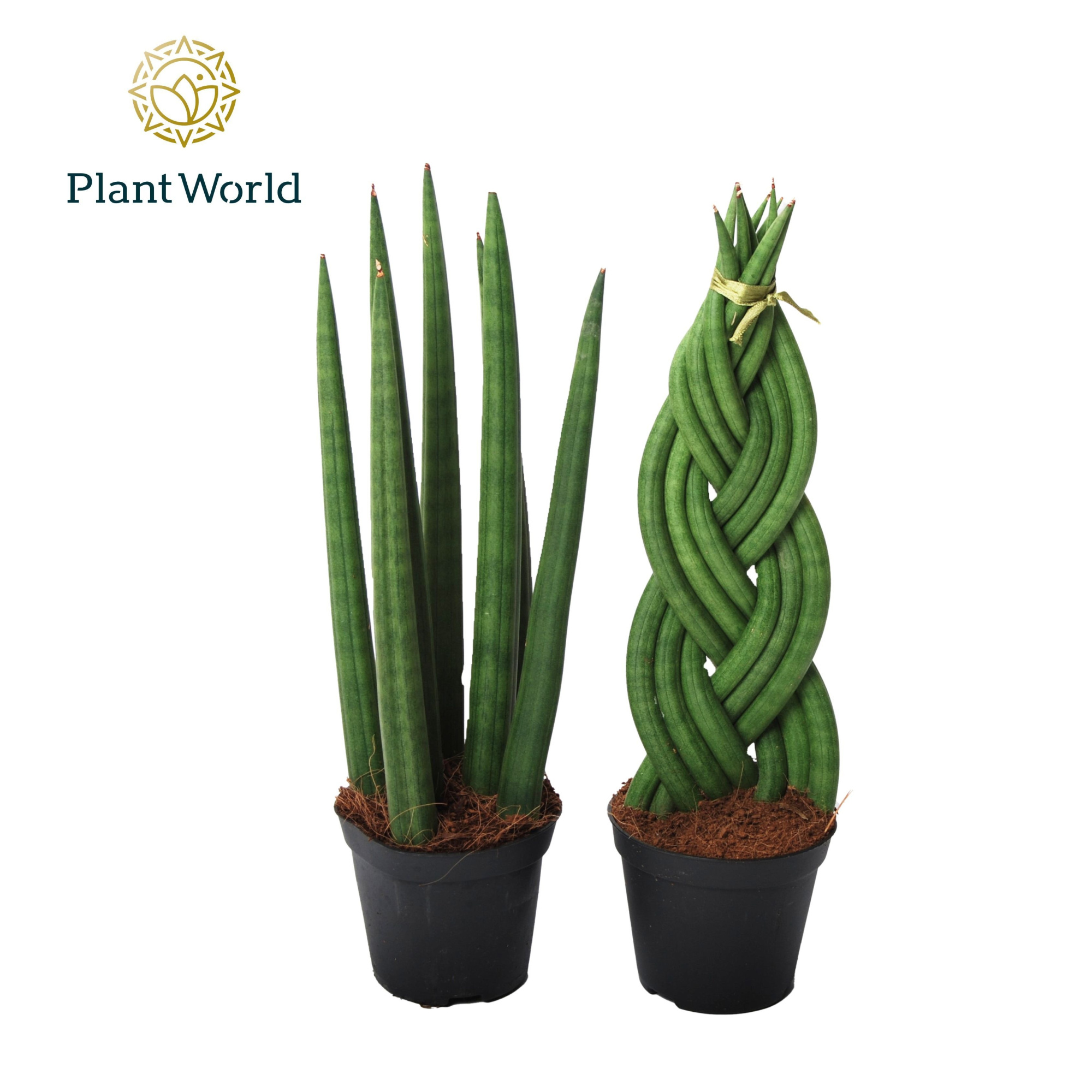 Sansevieria mix: Twist-Spaghetti, D 8,5 cm