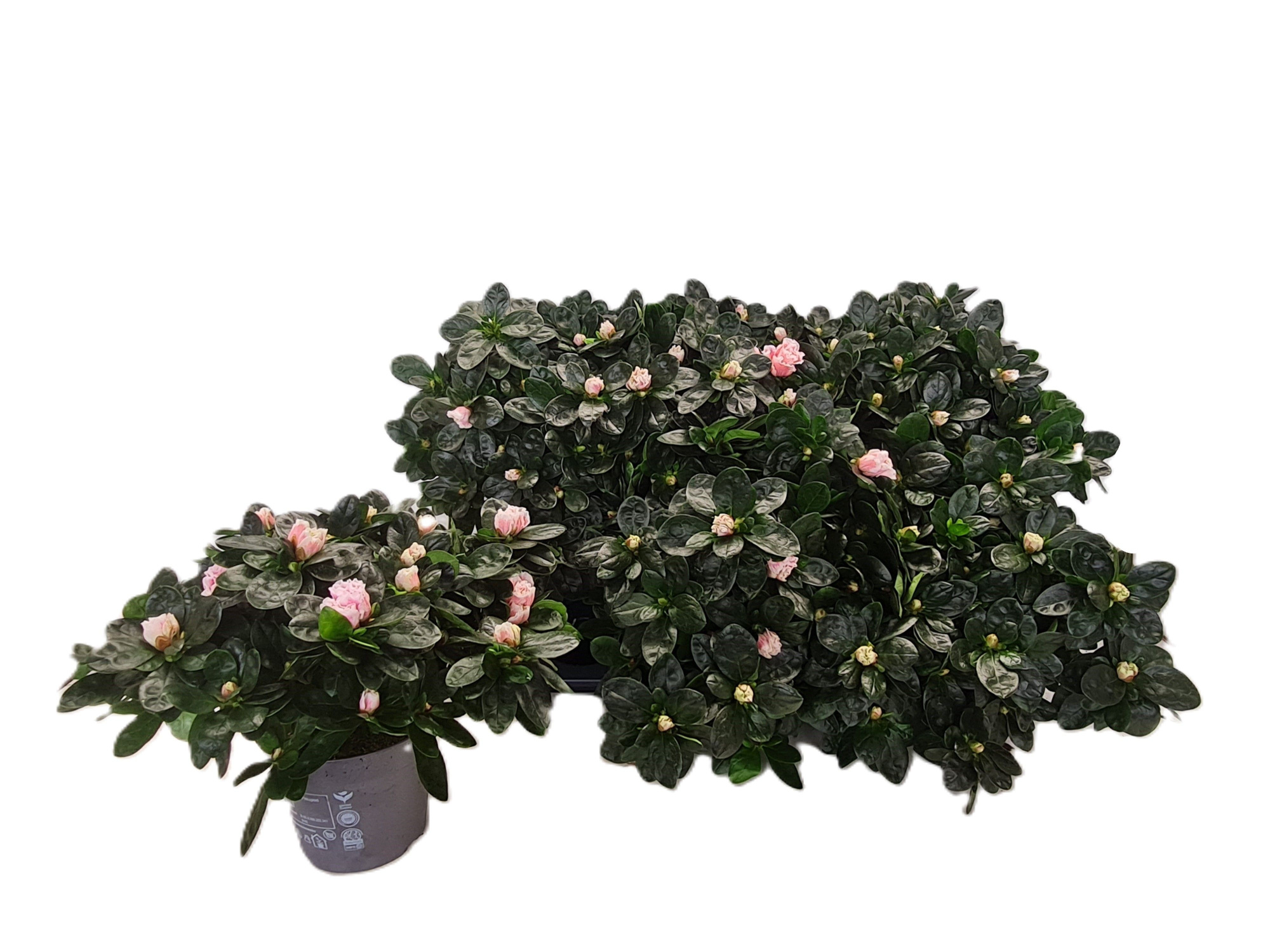 Gekoelde vogels Ilona, D 14