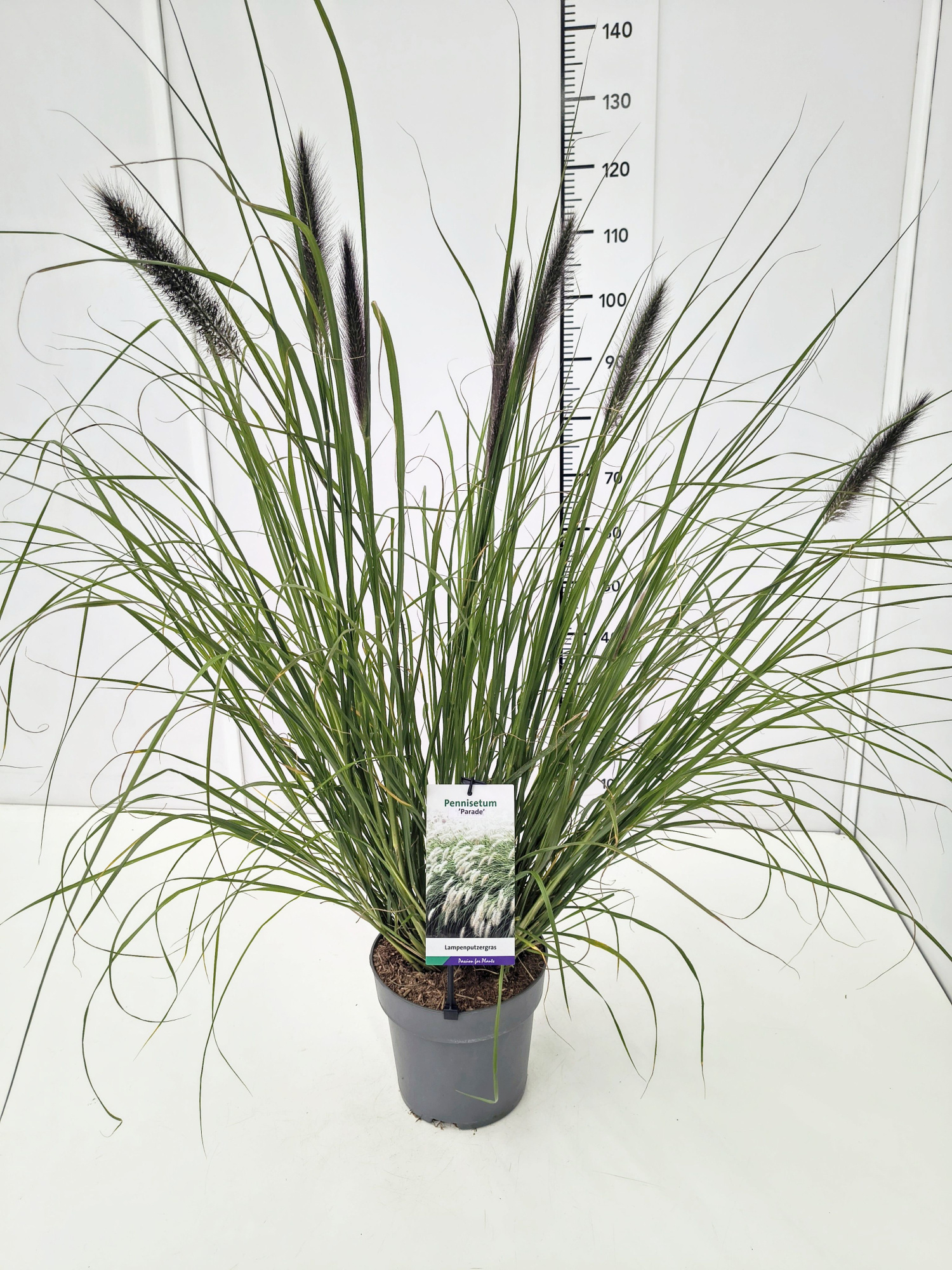 Pennisetum al. 'Parade' C5, D 23 cm
