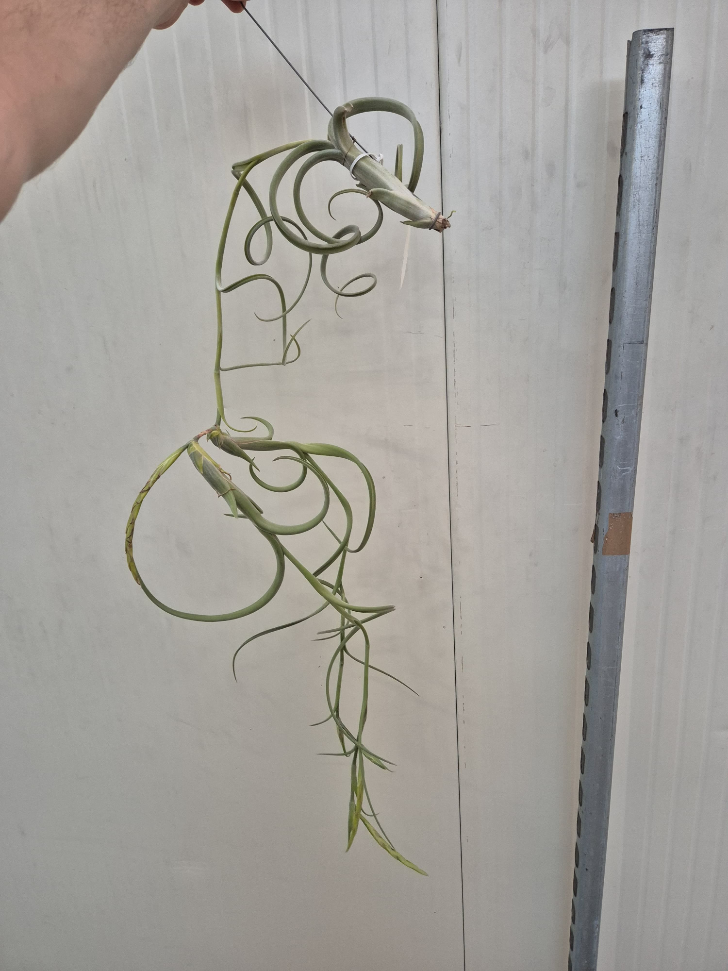 Tillandsia Intermedia (XXL Jumbo), D 20 cm