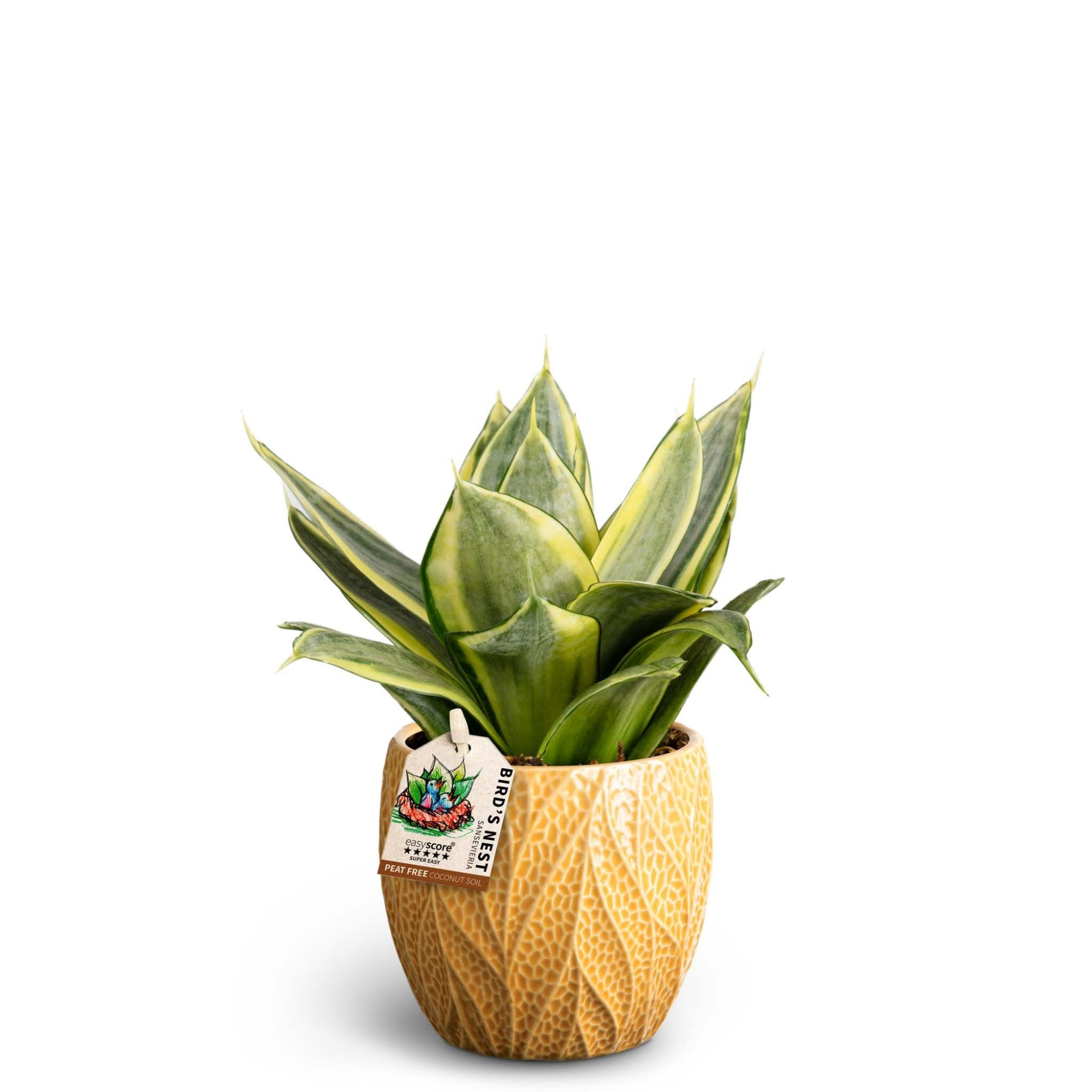 Leaf Tangerine, Sansevieria Hahnii Golden, D 10 cm