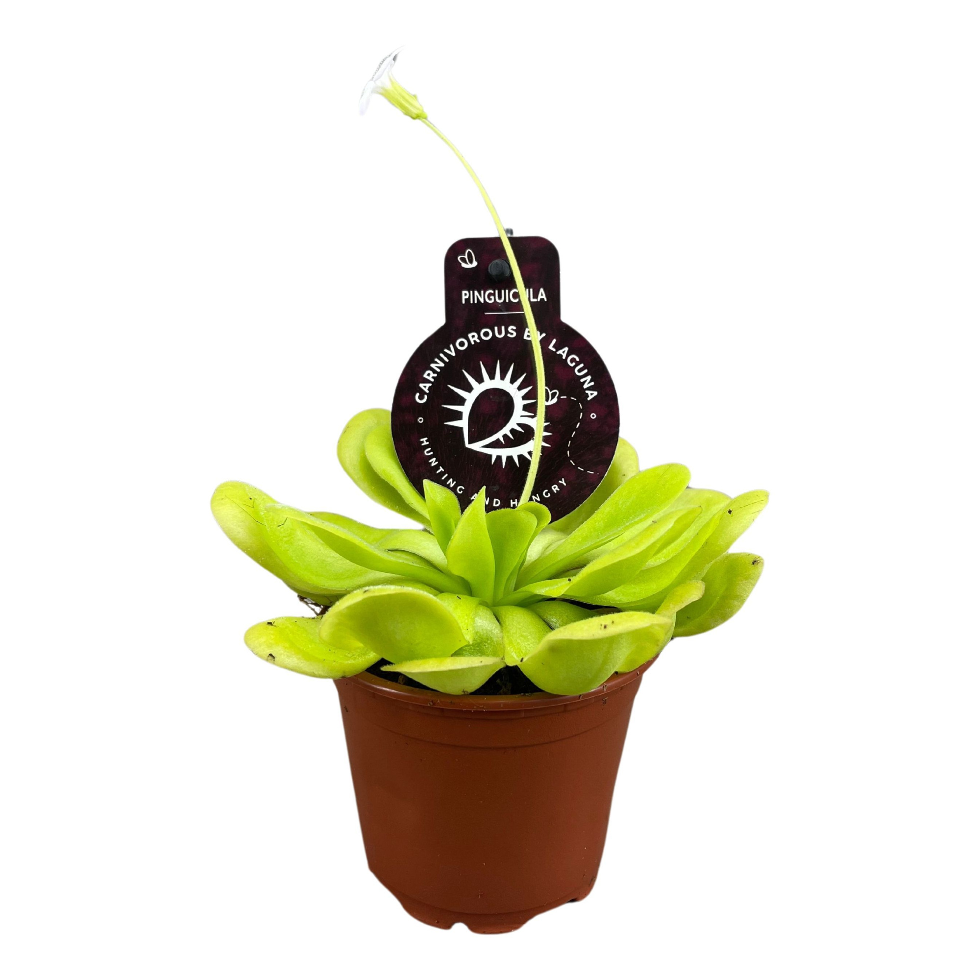 Pinguicula 8,5 cm, D 8,5 cm