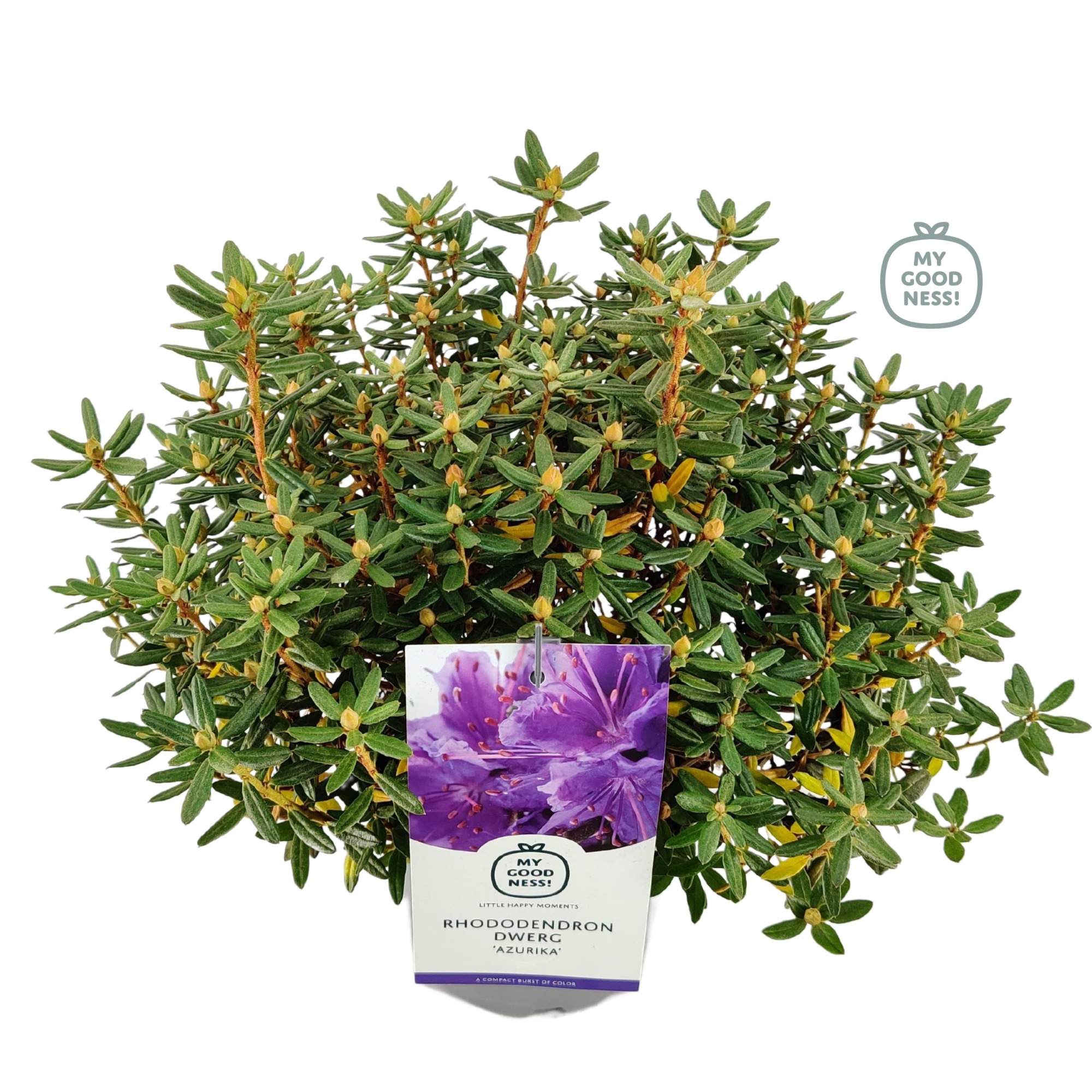 Rhododendron 30-35 /2 liter 'Azurika' dwerg, D 17 cm