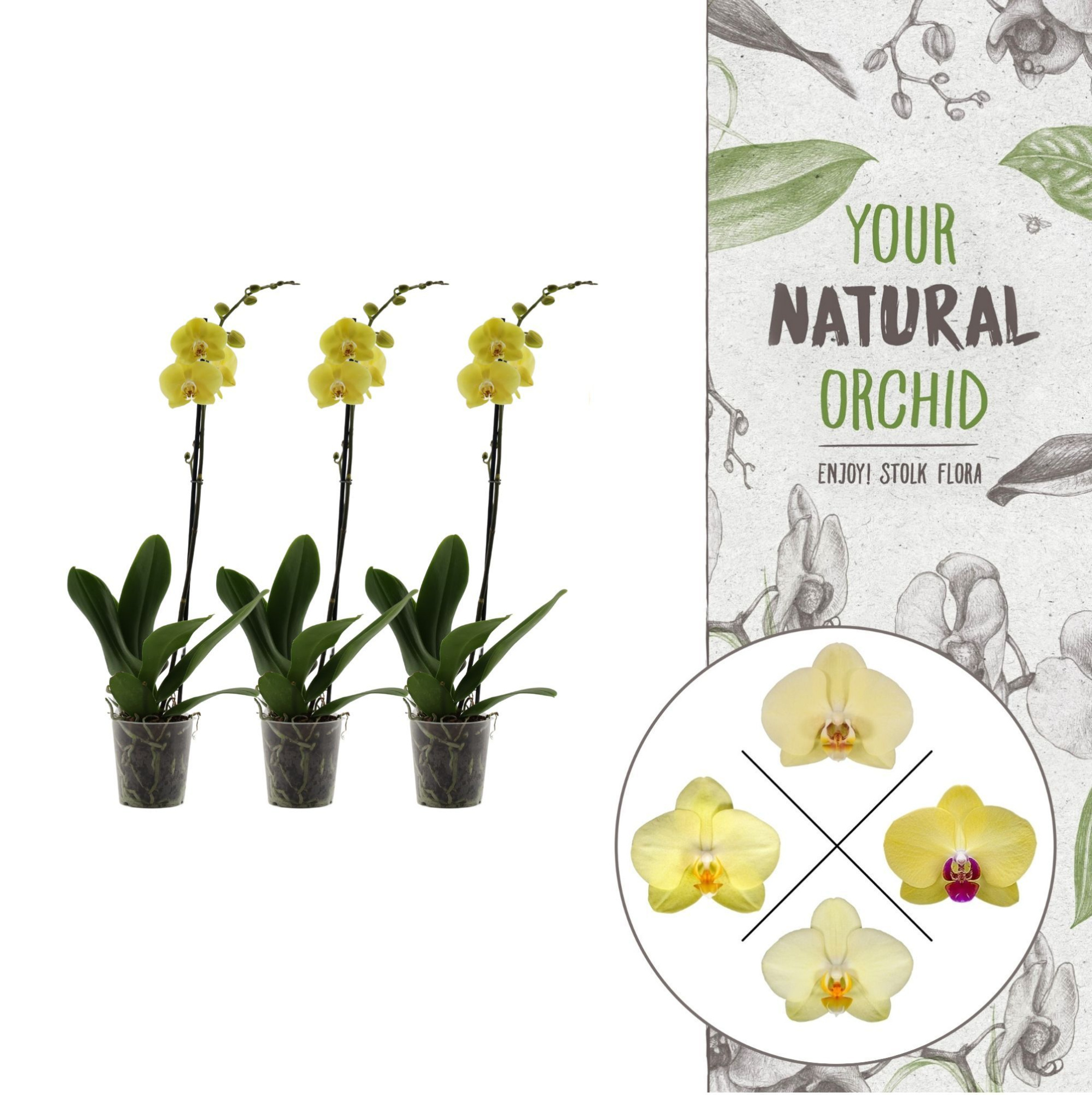 Your Natural Orchid | Yellow | Phalaenopsis 1 spike, D 12