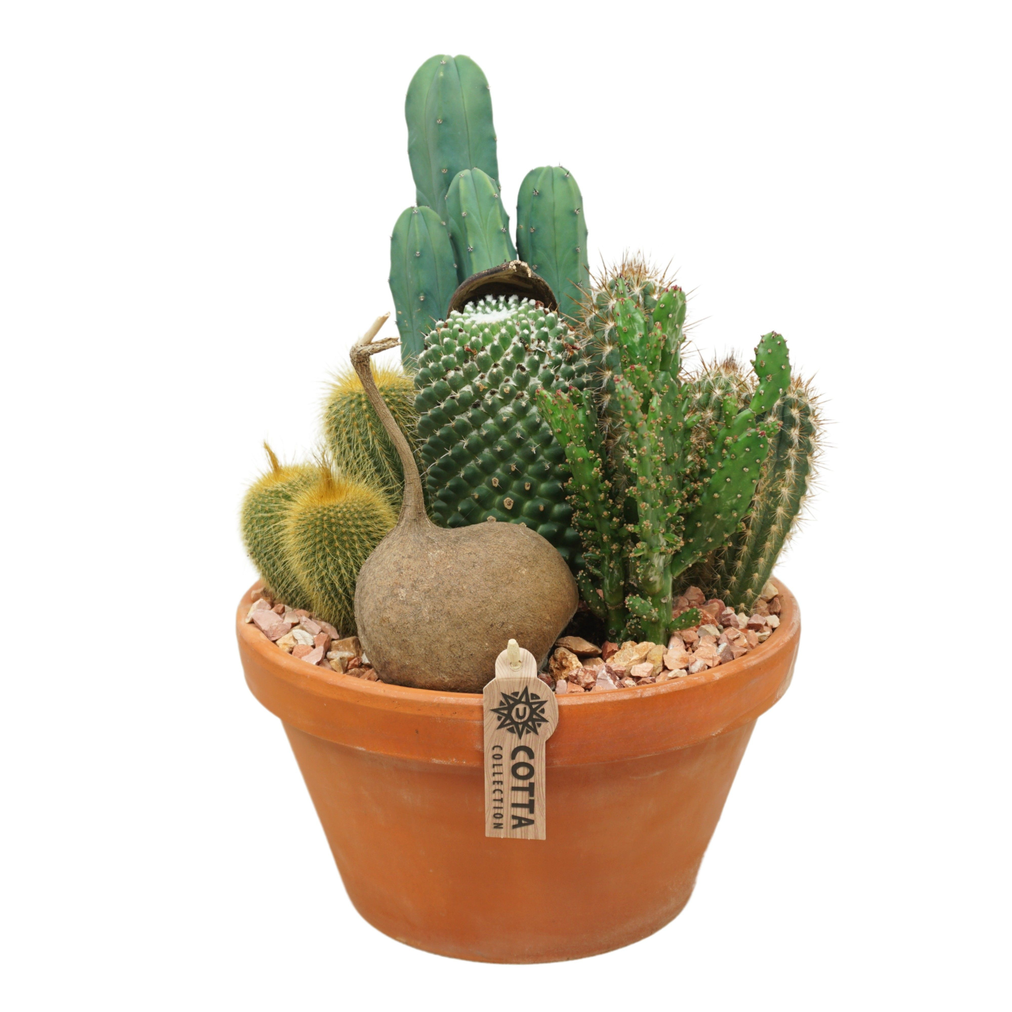 Cactus arrangement in 27 cm 'Terracotta Schaal', D 27 cm