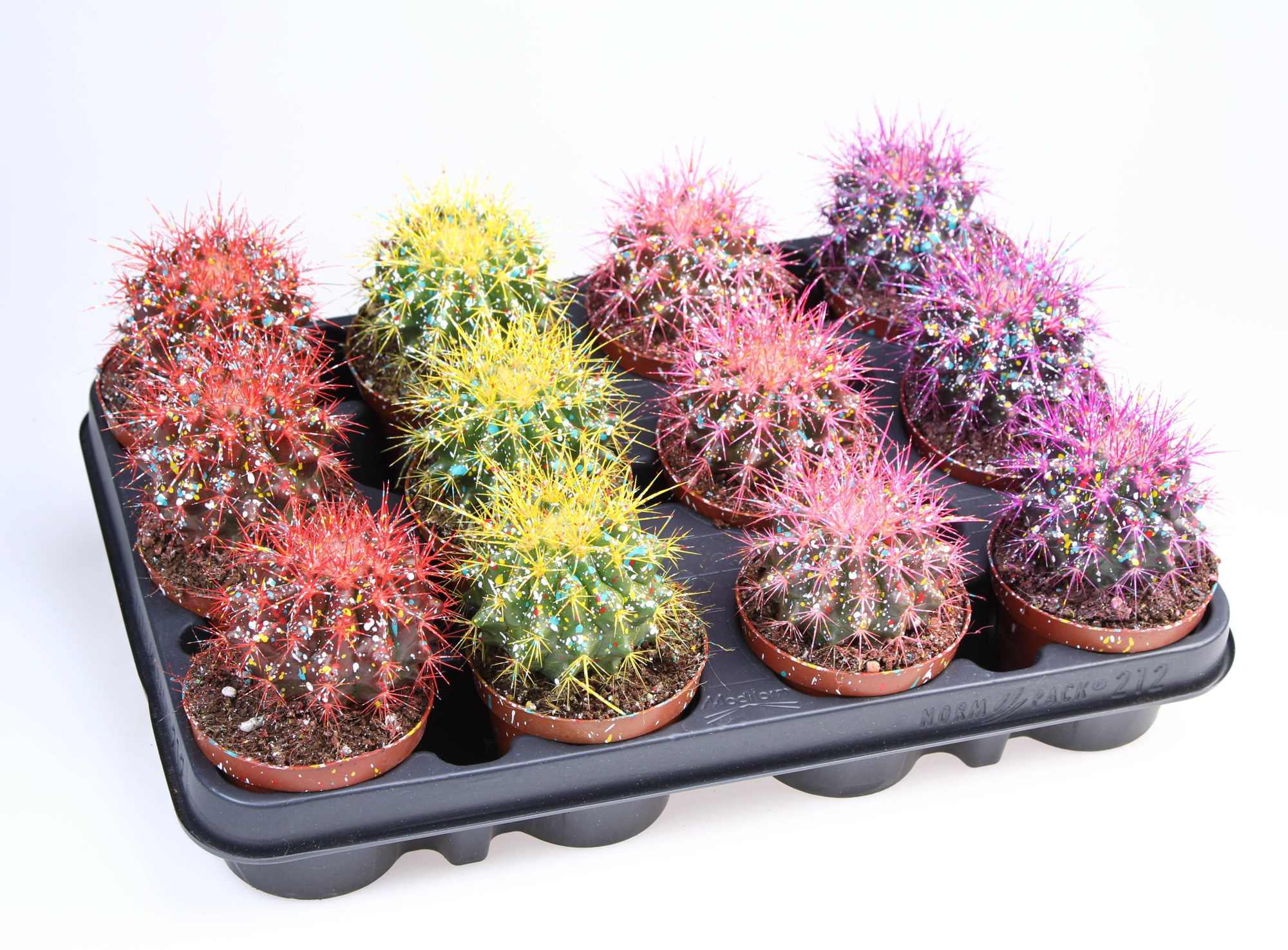 Grusonii rainbow sprinkle mix, D 8,5 cm