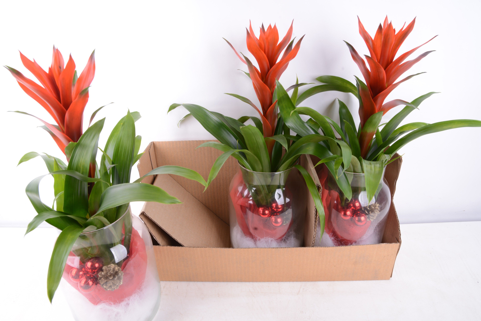 kerst melkkan guzmania, D 17 cm