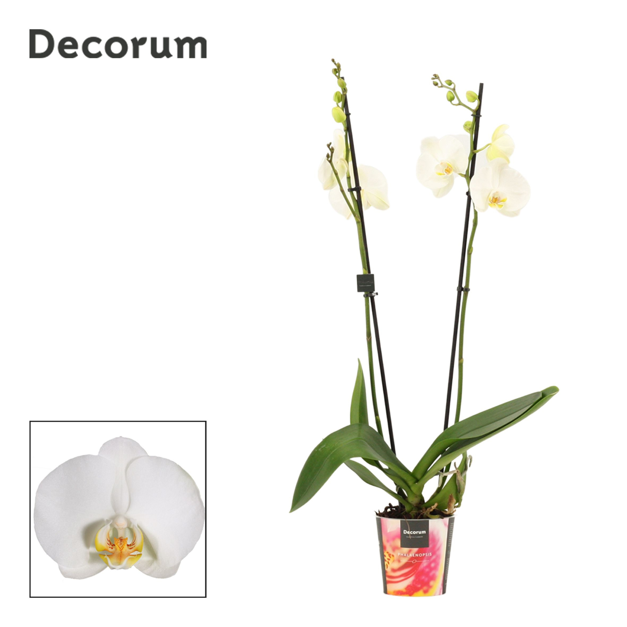 Phalaenopsis 2 tak wit (Decorum), D 12 cm