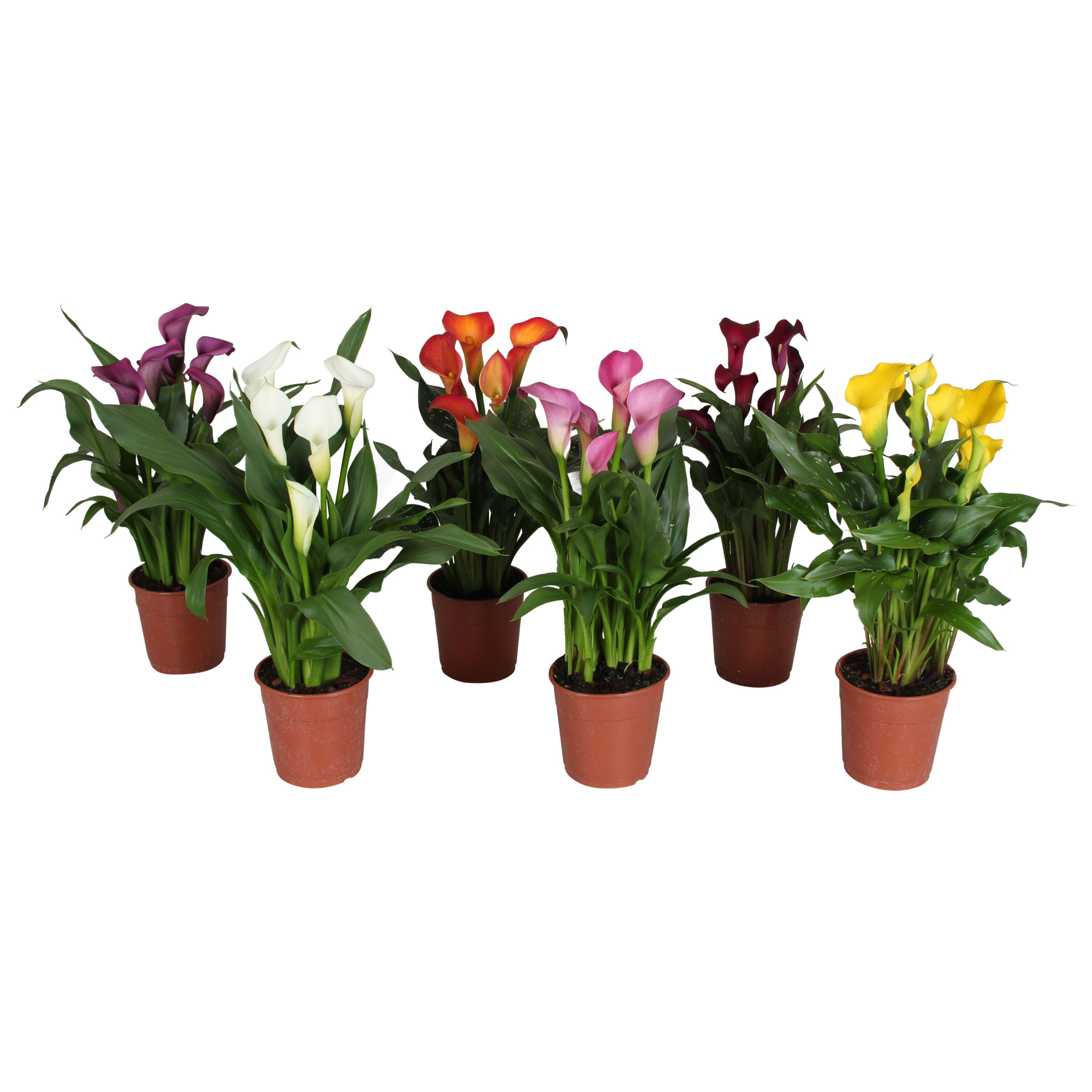 Zantedeschia gemengd Calla mix, D 12