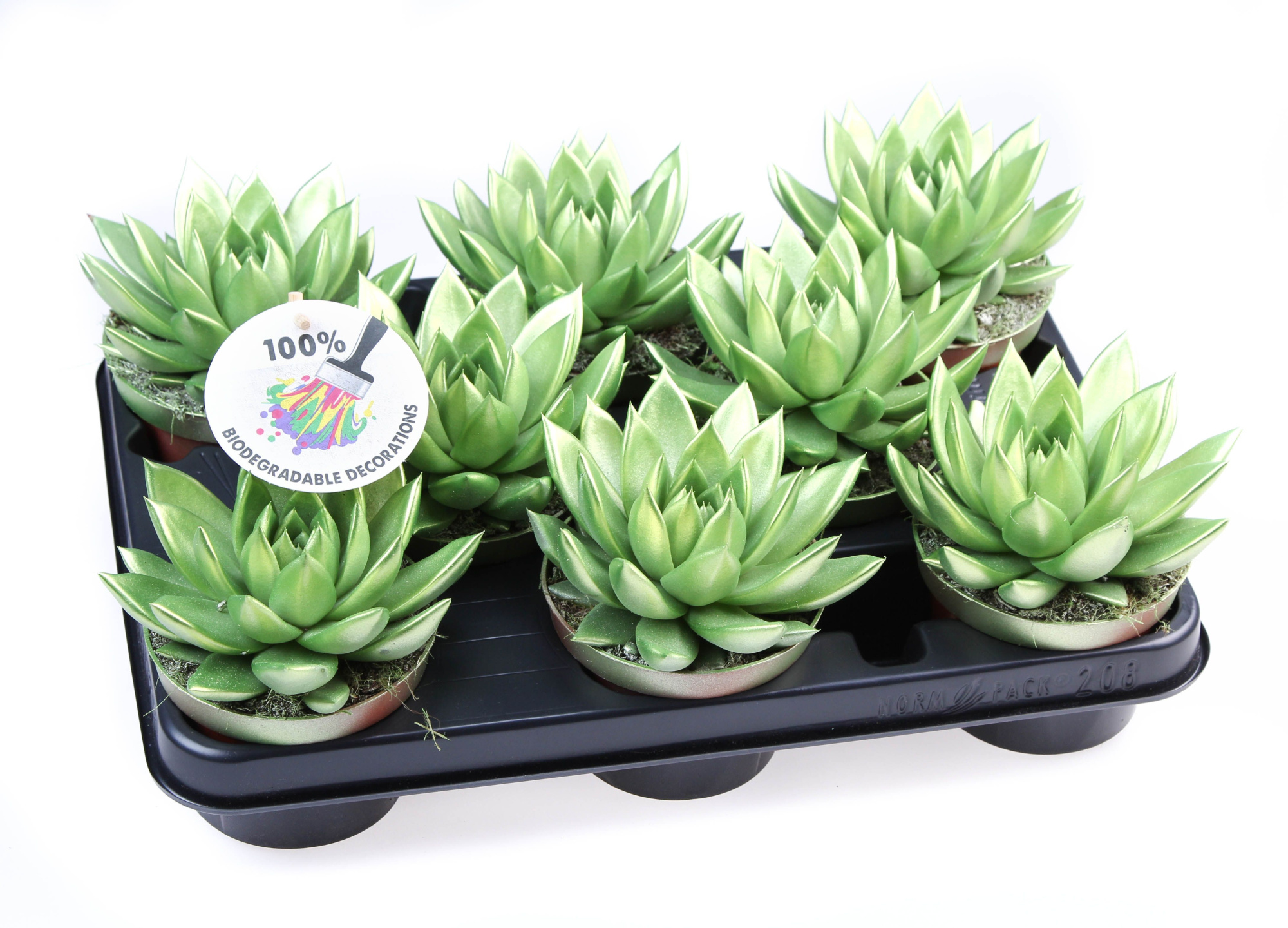 Rainbow Metallic green, D 10,5 cm