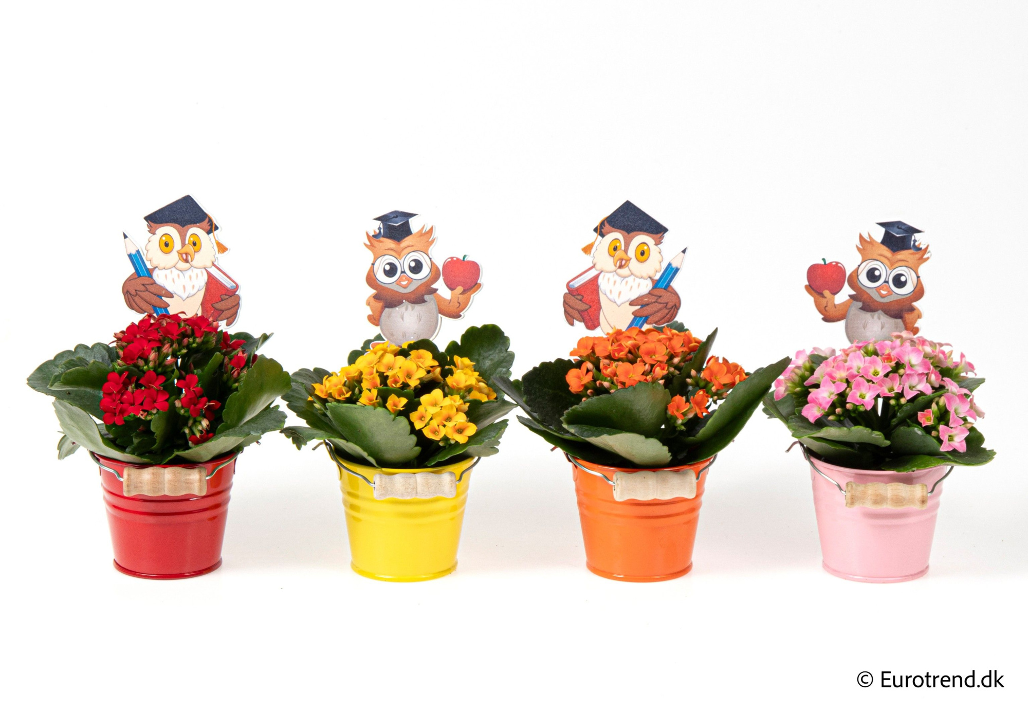 Kalanchoe in Zink buckets - Spring, Summer & Autumn 2025, D 6 cm