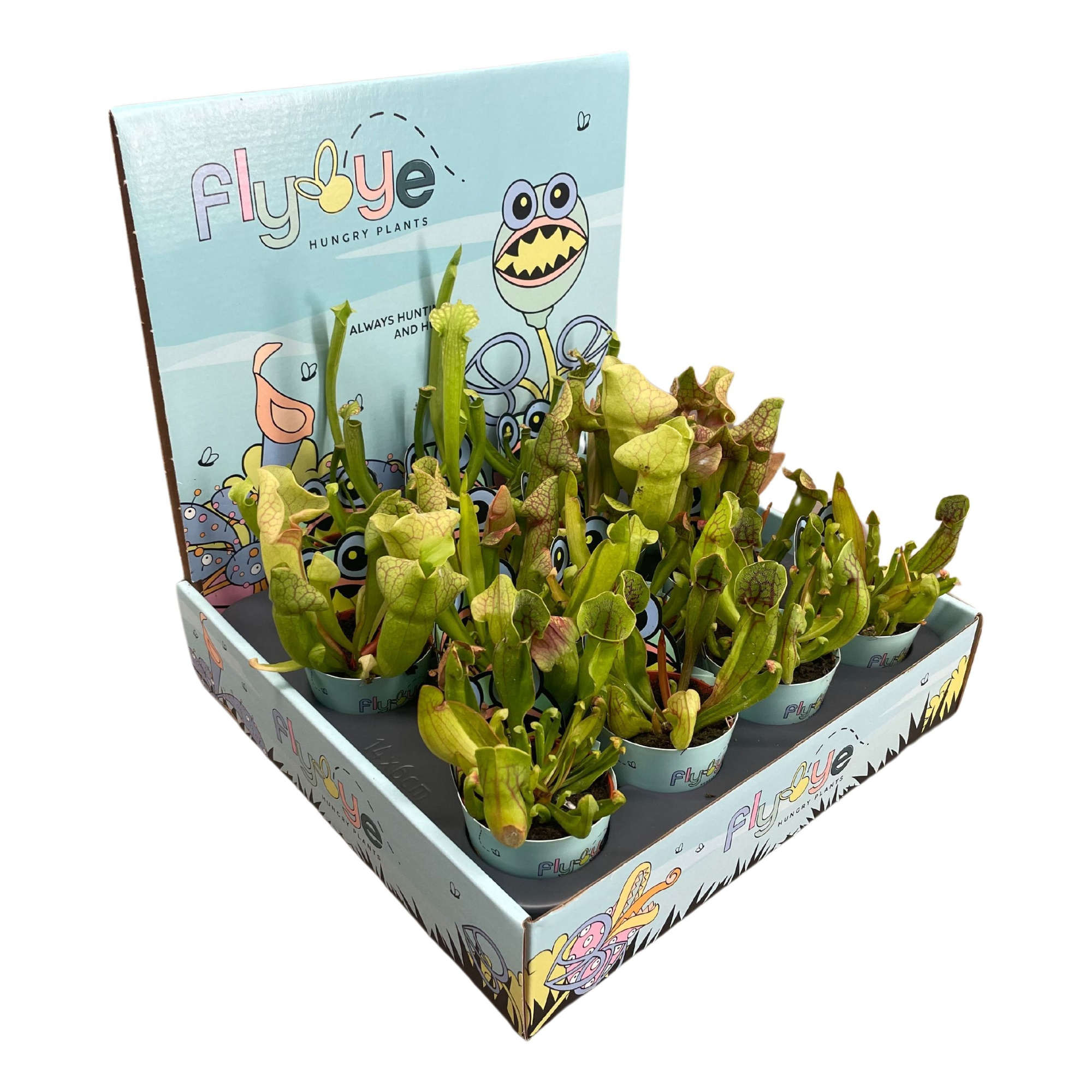 Sarracenia mix 5,5 cm in Flybye display, D 5,5 cm