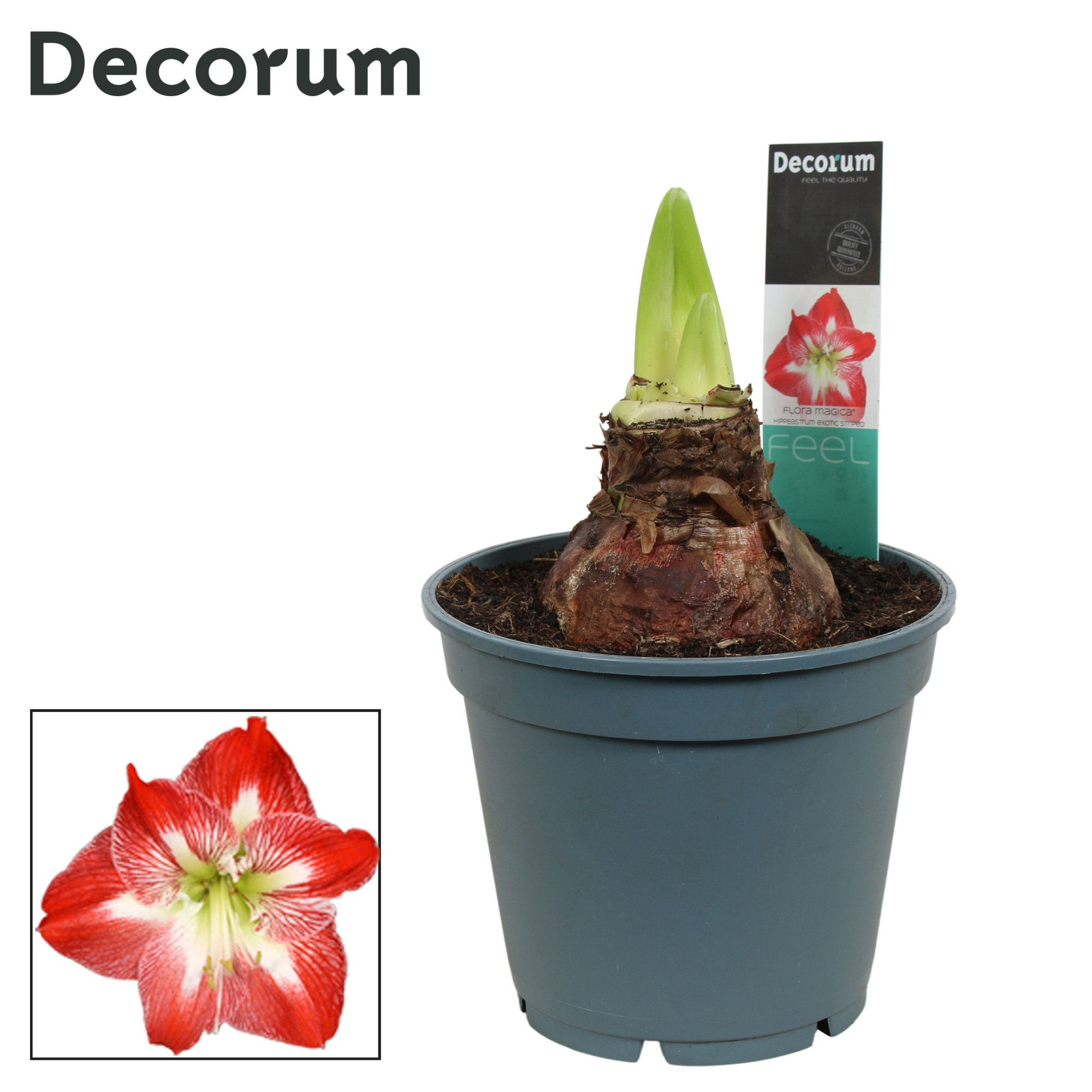 Amaryllis Exotic Striped 2/3 Knop Bolmaat 36-40 (Decorum), D 17 cm