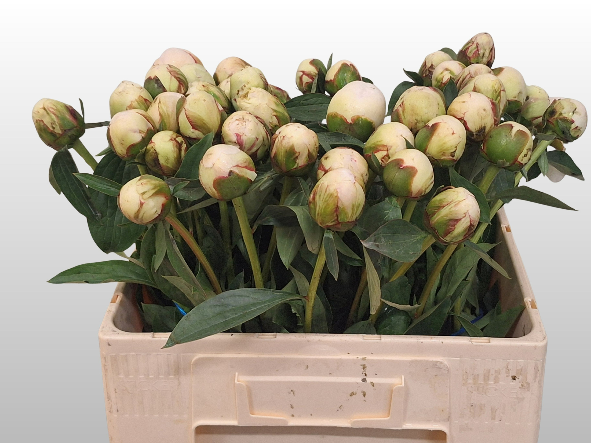 Пион Боул Оф Крим 55 (крем.), шт.