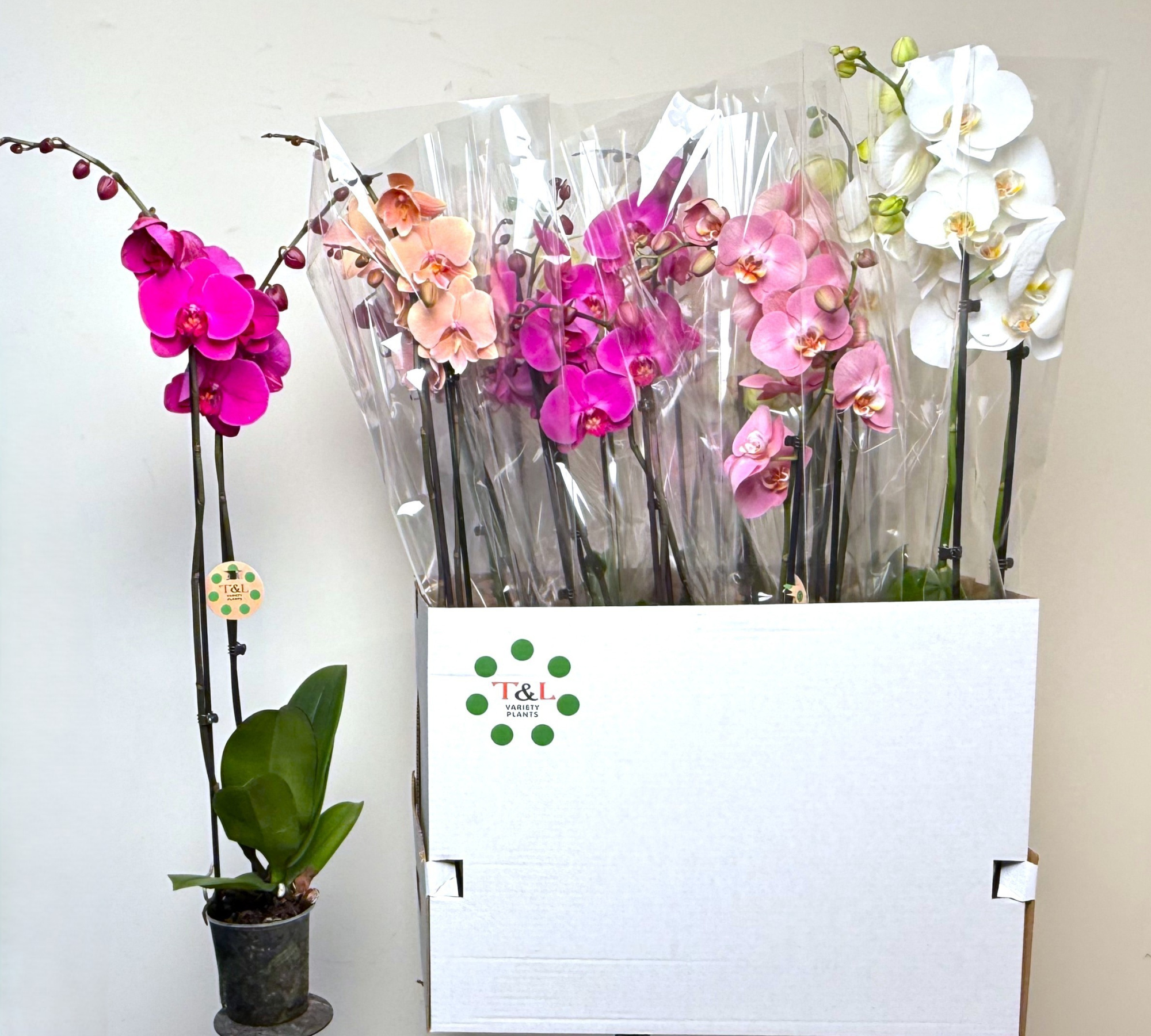 2 Tak Mix 7 KL, D 12 cm