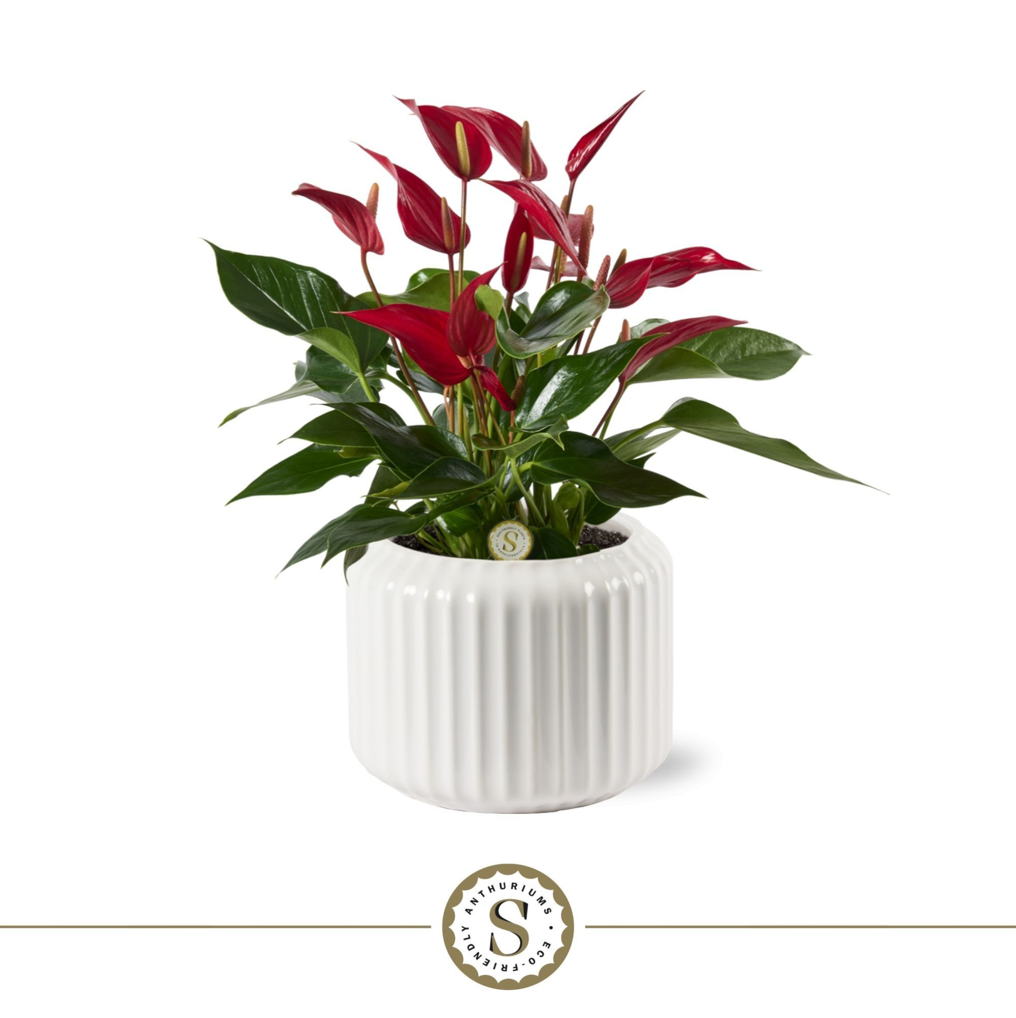 Bologna Keramiek White - Roja, D 12 cm