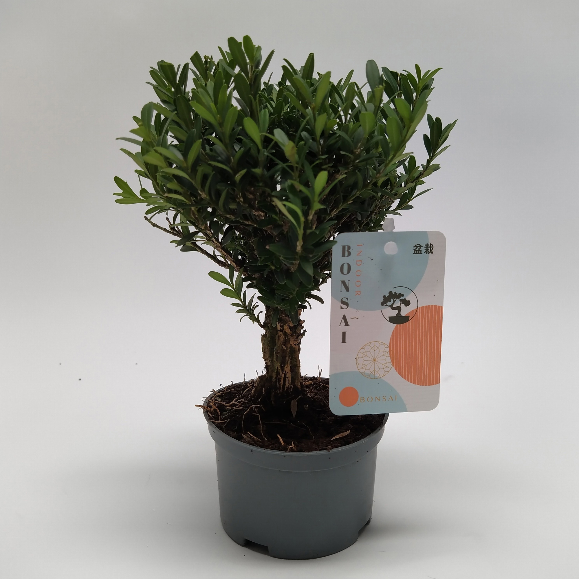 Buxus Bonsai teeltpot 10 cm, D 10 cm