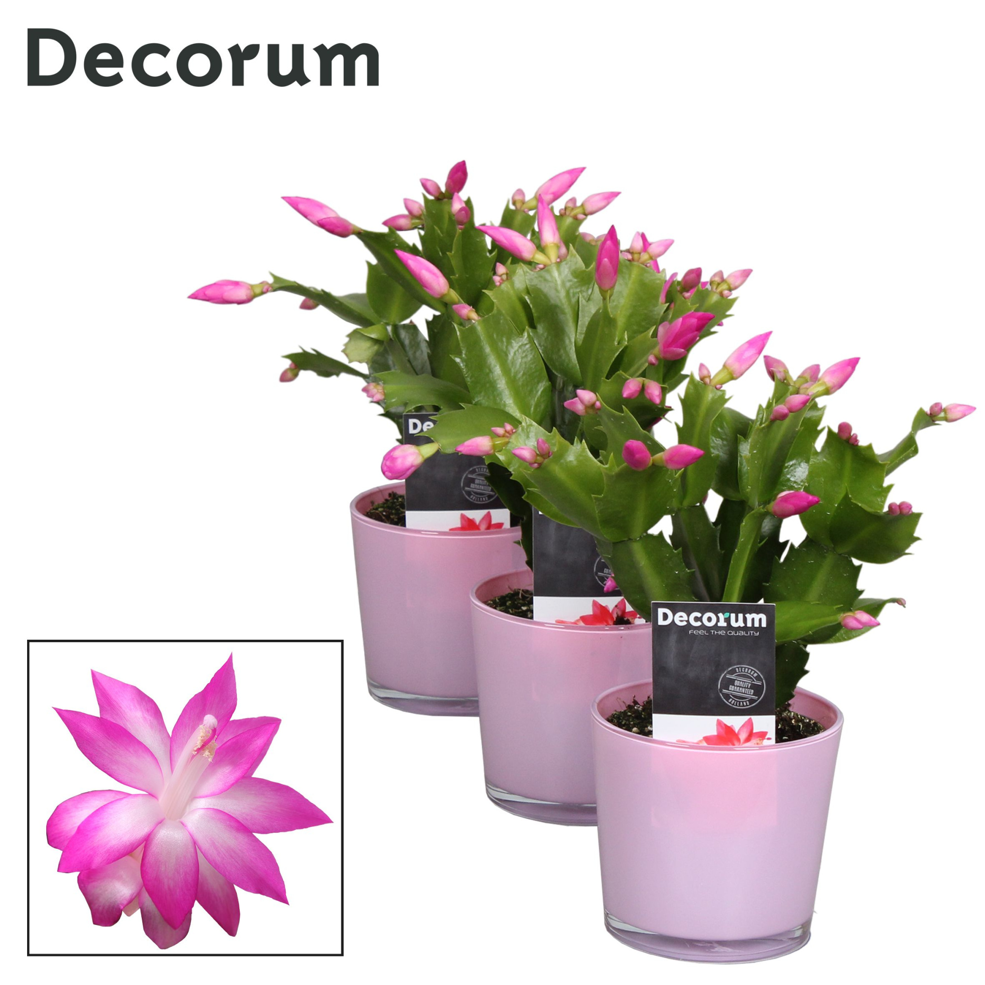Schlumbergera - 9 cm - Glaspot Nashville pink - Decorum, D 9
