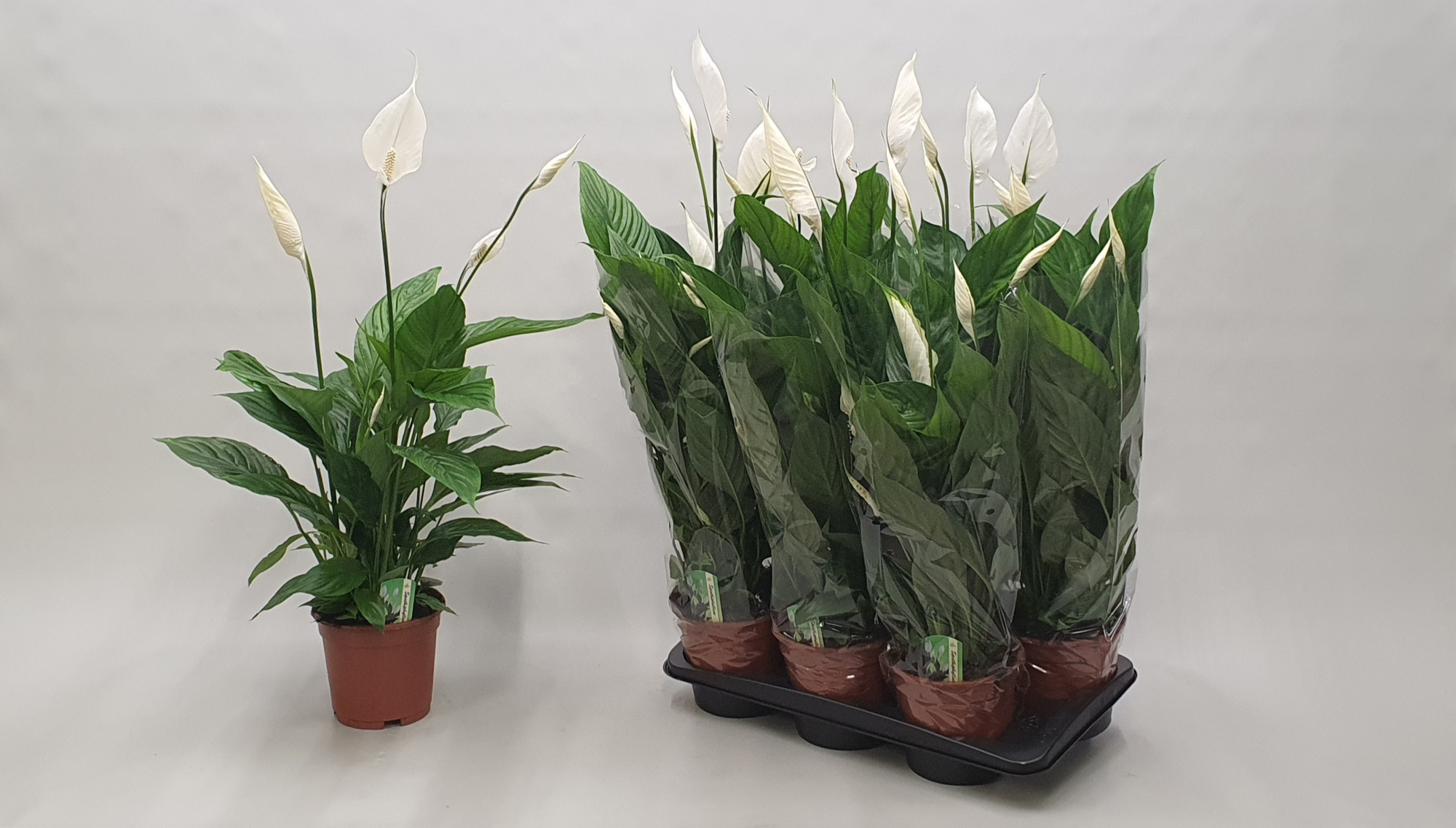Spathiphyllum 'Verdi' KLOK, D 17 cm