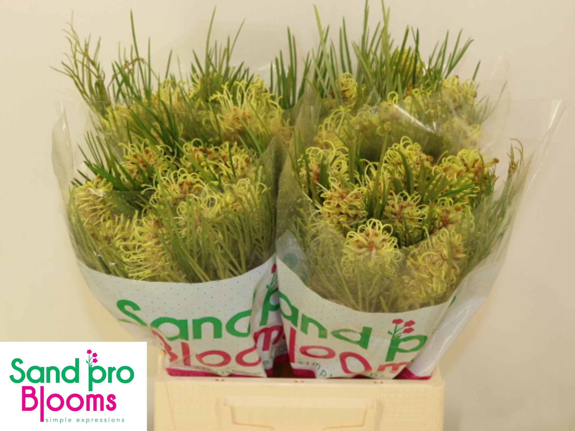 Гревиллея Спайдермен 40, шт.